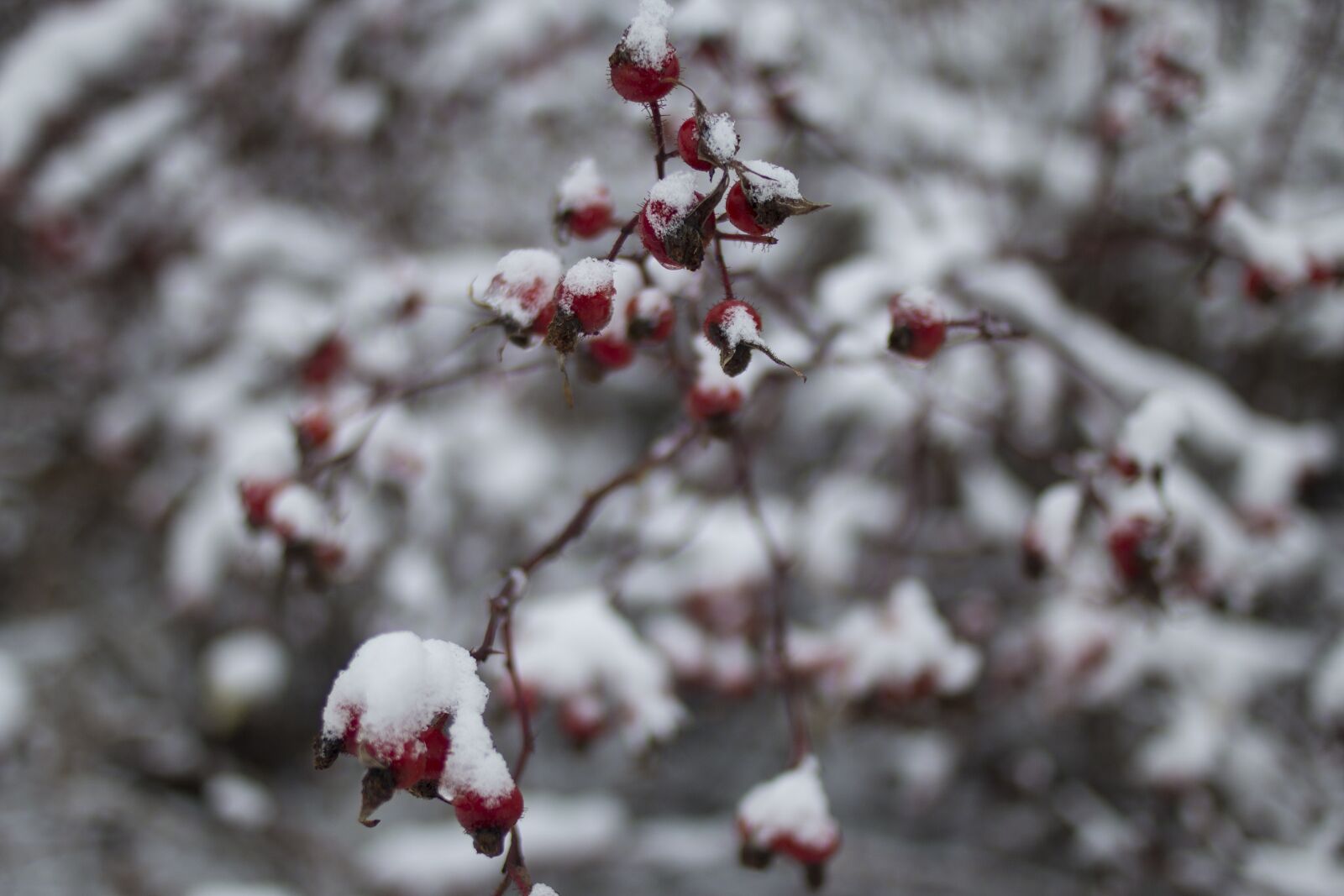 Canon EOS 70D sample photo. Berry, bush, snow photography