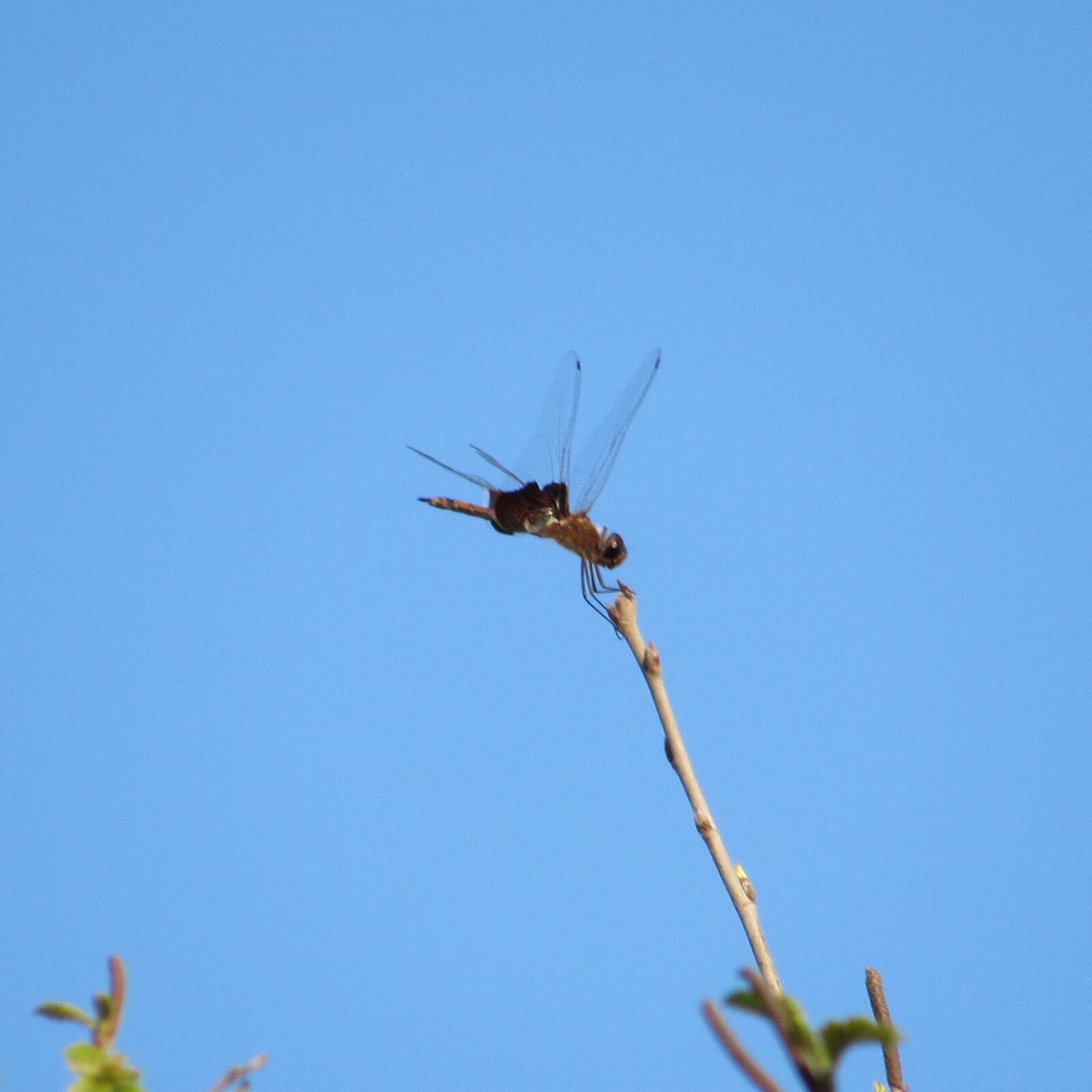Canon PowerShot SX530 HS sample photo. Dragonfly, stick, insect photography