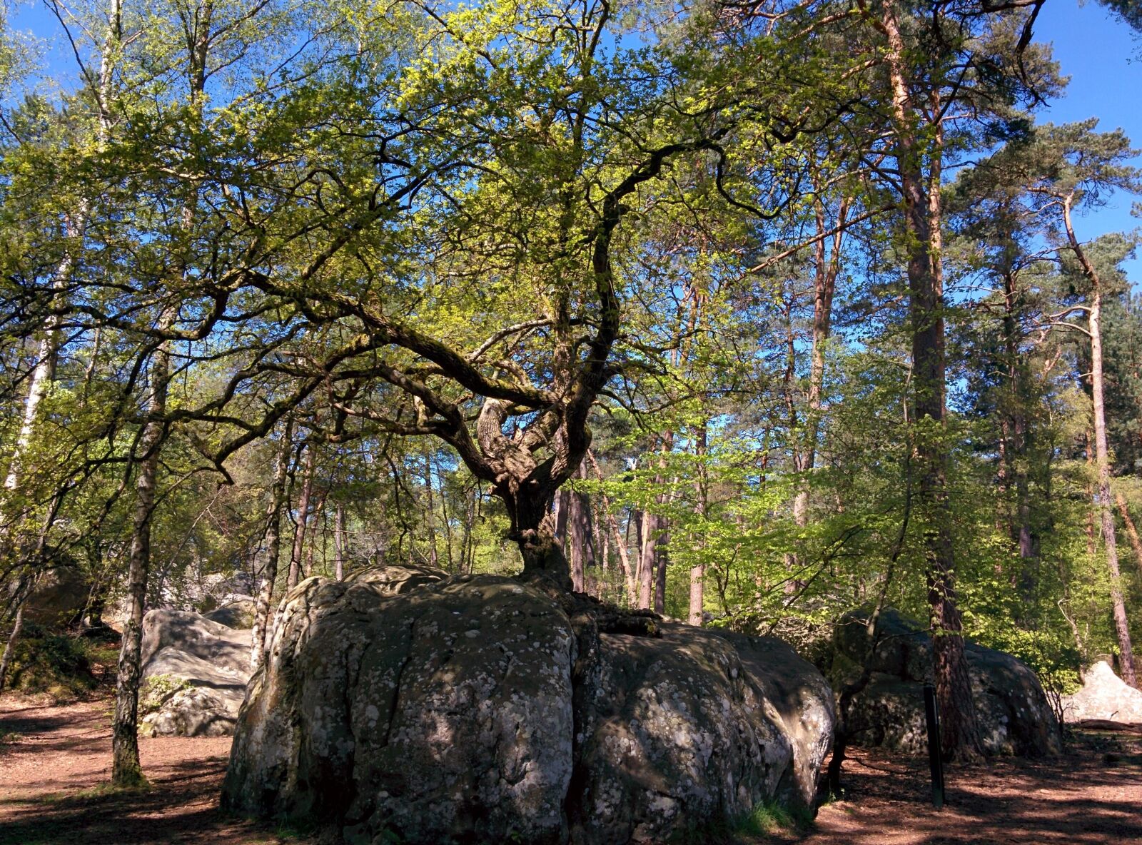 LG Nexus 5 sample photo. Bonsai oak, canon rock photography