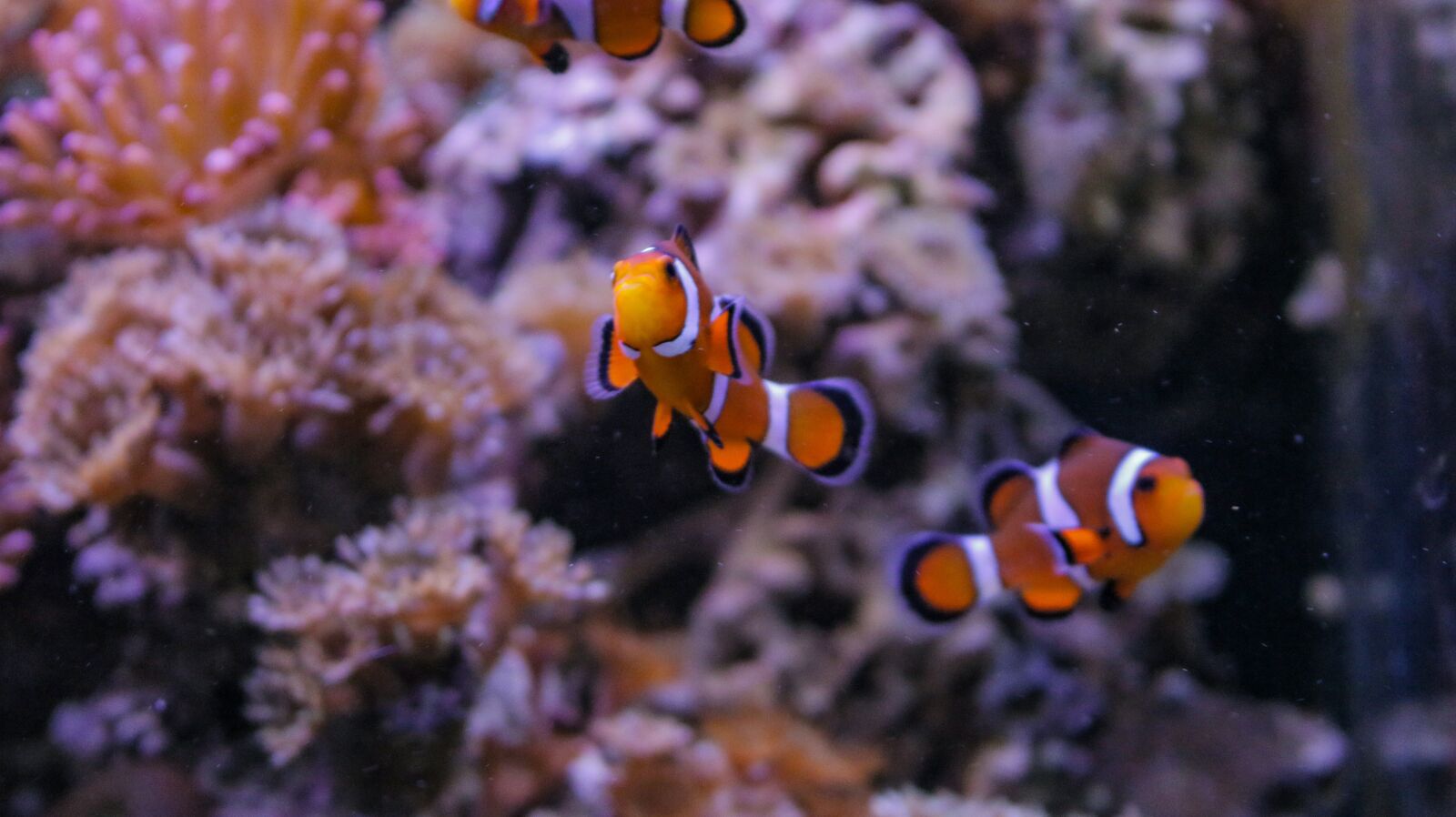 Canon EOS 70D sample photo. Clown fish, water, coral photography