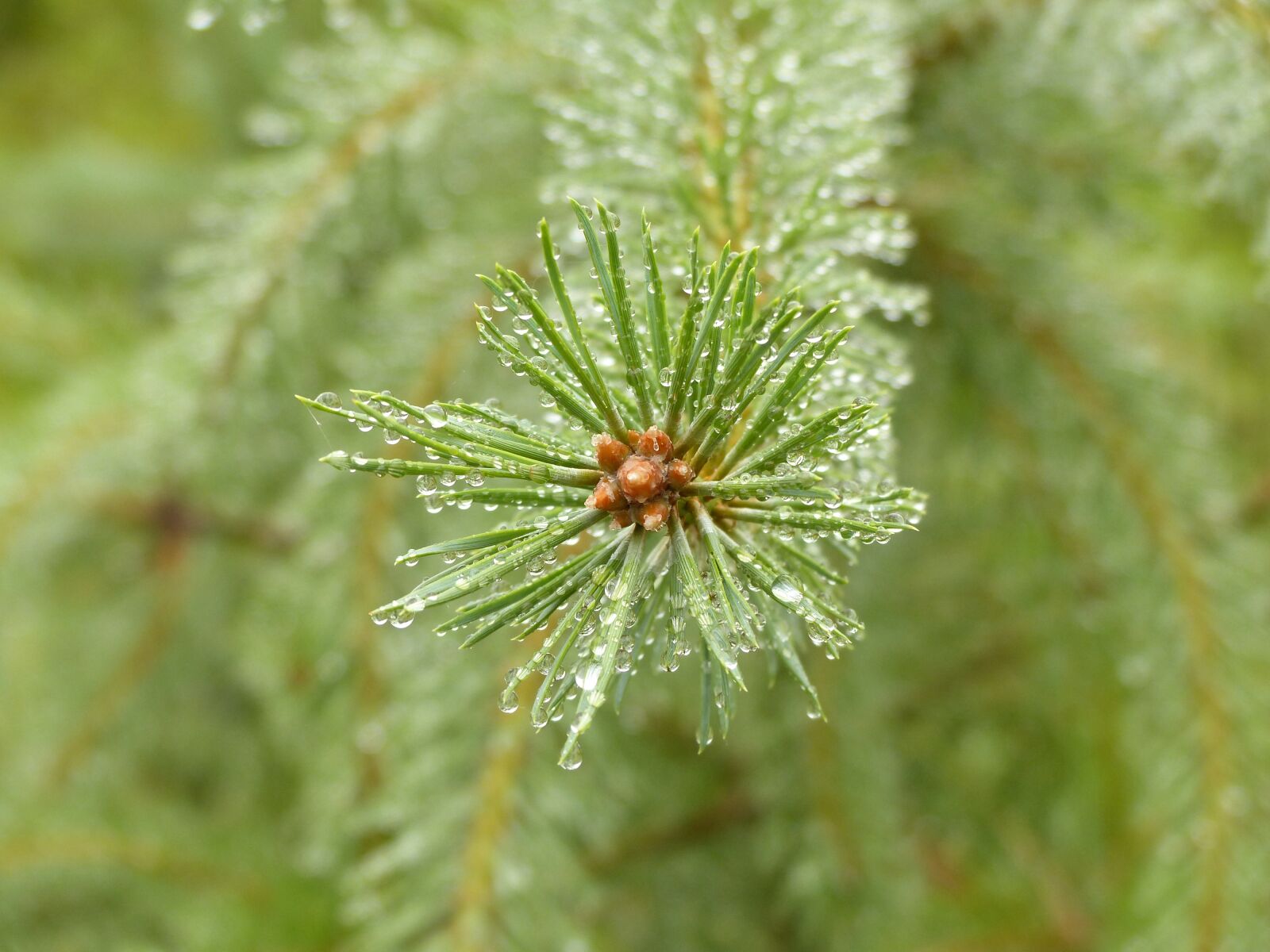 Panasonic Lumix DMC-FZ200 sample photo. Pine, conifer, close up photography