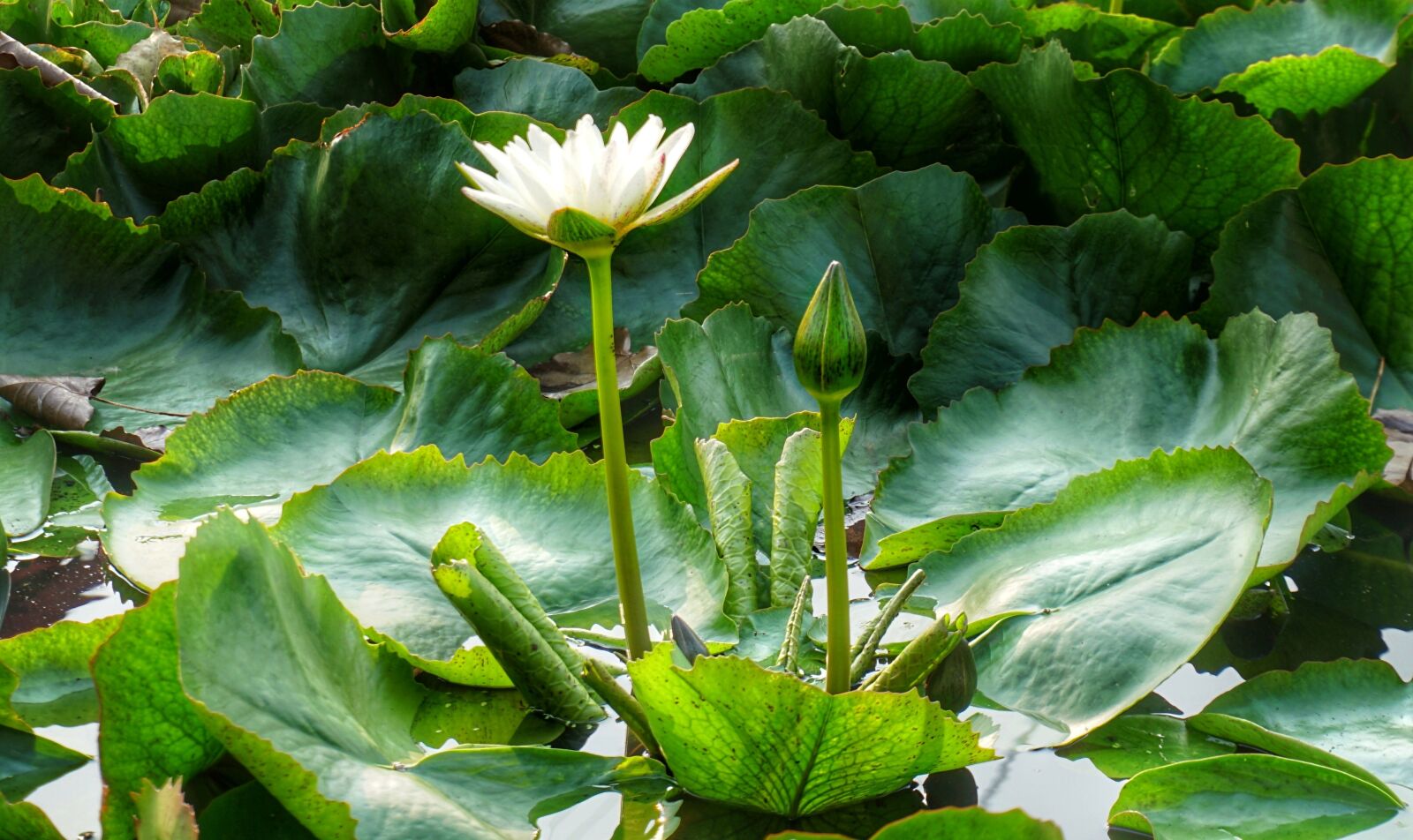 Sony a6300 sample photo. White, lily, lotus photography