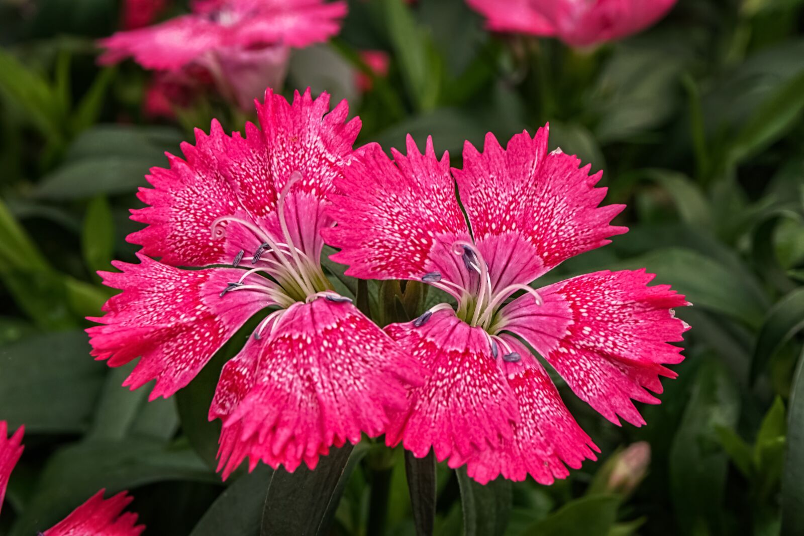 Sony a6300 sample photo. Flowers, red, garden photography