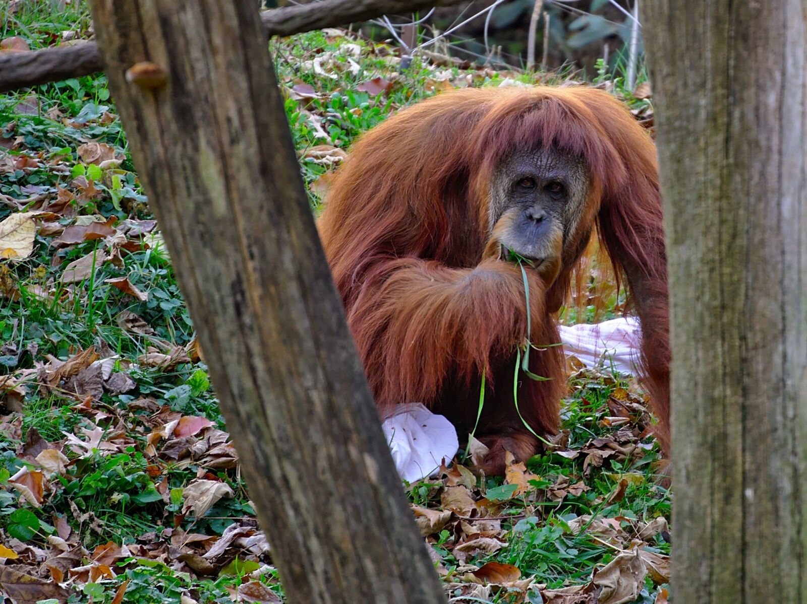 Olympus OM-D E-M5 sample photo. Orangutang, primate, ape photography