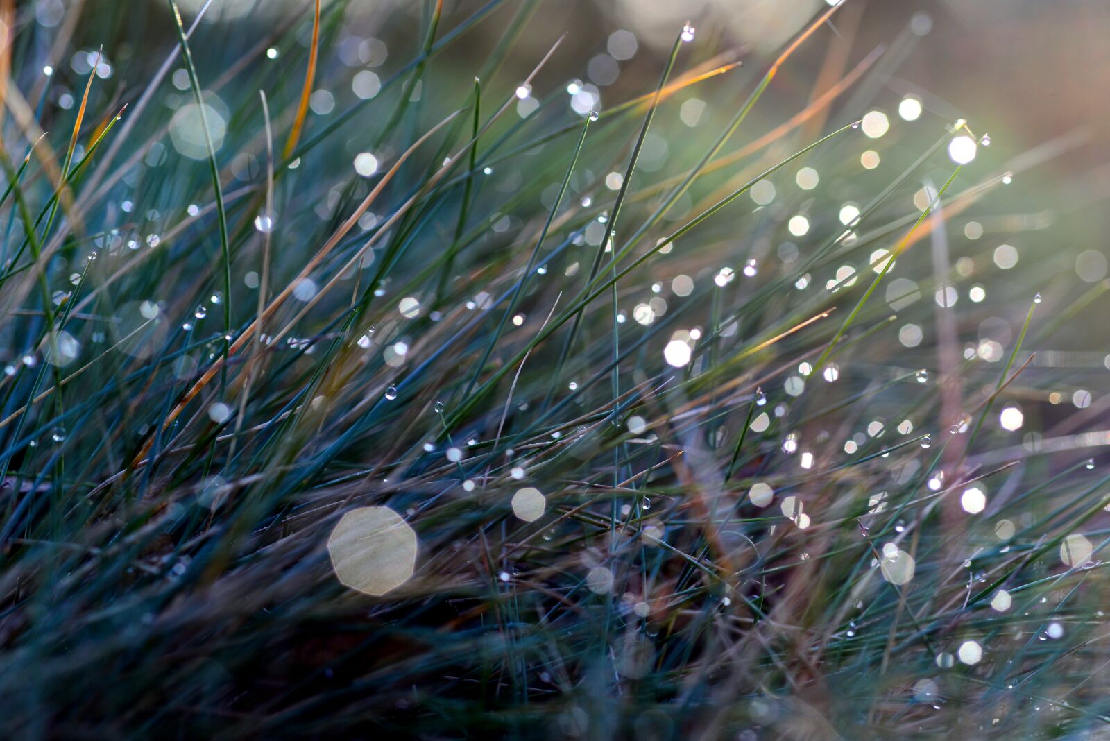 Nikon D610 sample photo. Dew, morgentau, grass photography