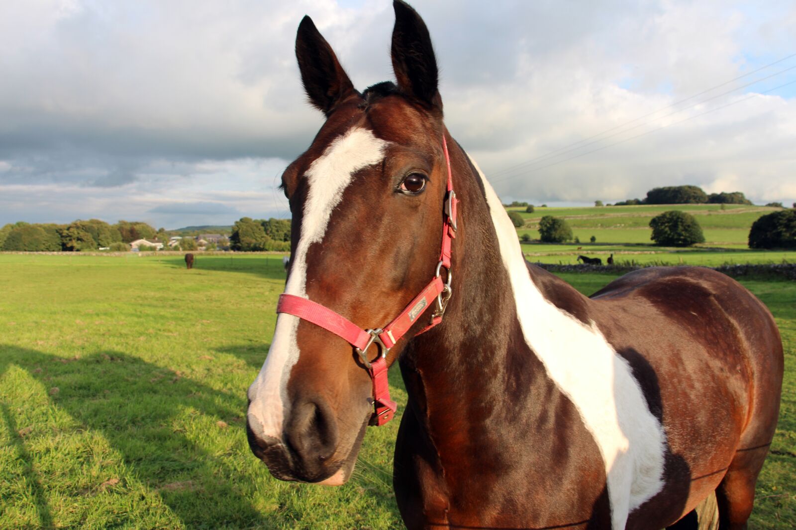 Canon EOS 700D (EOS Rebel T5i / EOS Kiss X7i) sample photo. Horse, brown and white photography