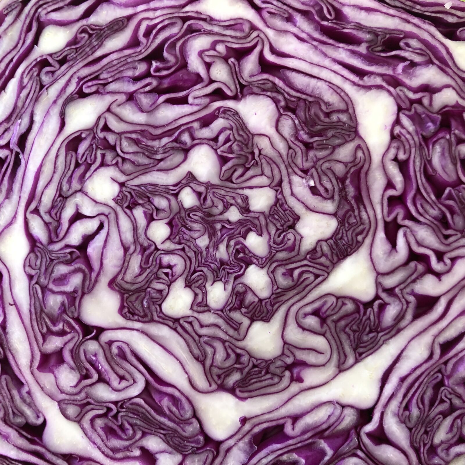 iPhone X back dual camera 4mm f/1.8 sample photo. Purple cabbage, cabbage, pattern photography