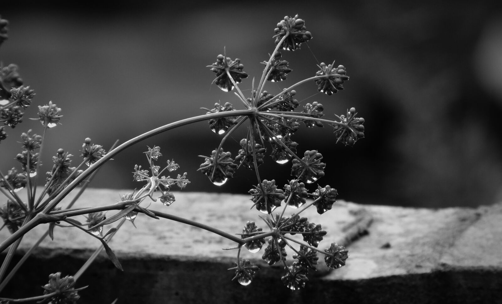 Nikon Coolpix B700 sample photo. Drops, black and white photography