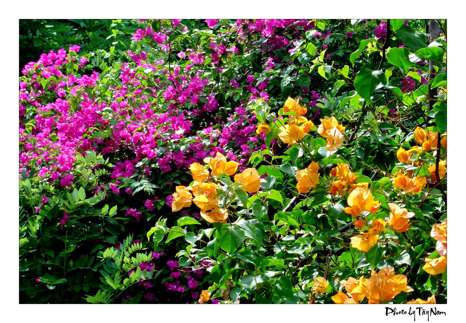 Sony DSC-P92 sample photo. Paper flower, flower, butterfly photography