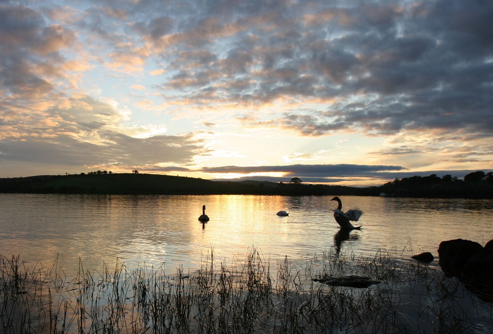 Canon EOS 10D sample photo. Swans, lake, sunset photography