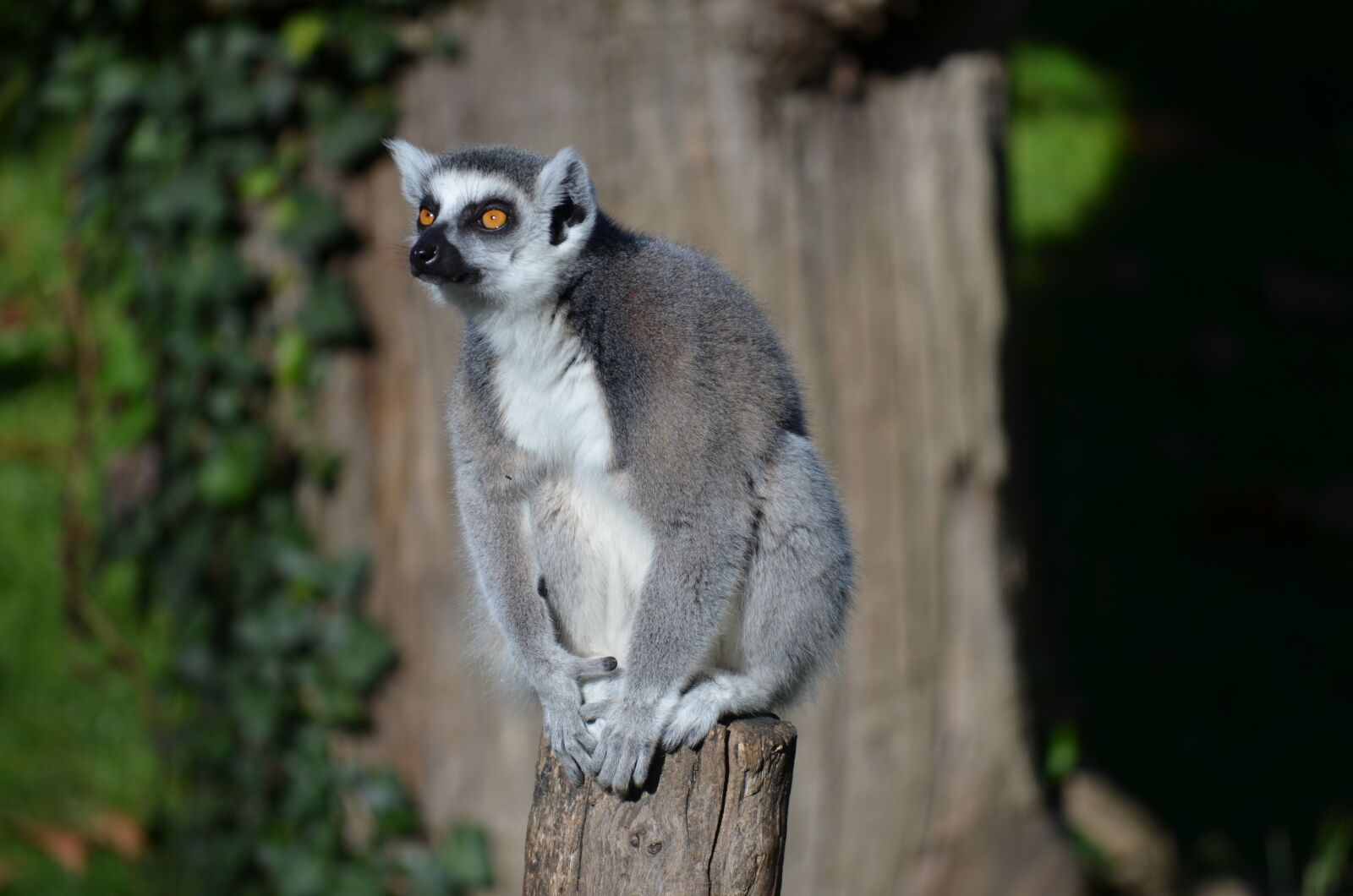Nikon D5100 sample photo. Ring tailed lemur, lemur photography