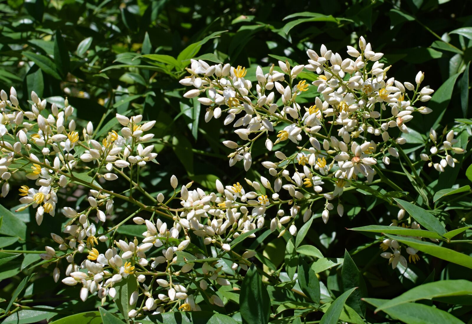 Nikon D3300 sample photo. Nandina flowers opening, heavenly photography
