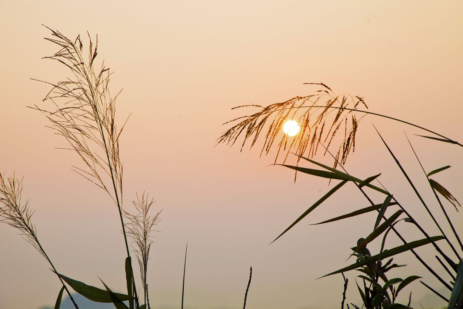 Canon EOS 5D Mark II sample photo. Sunrise, grass, nature photography