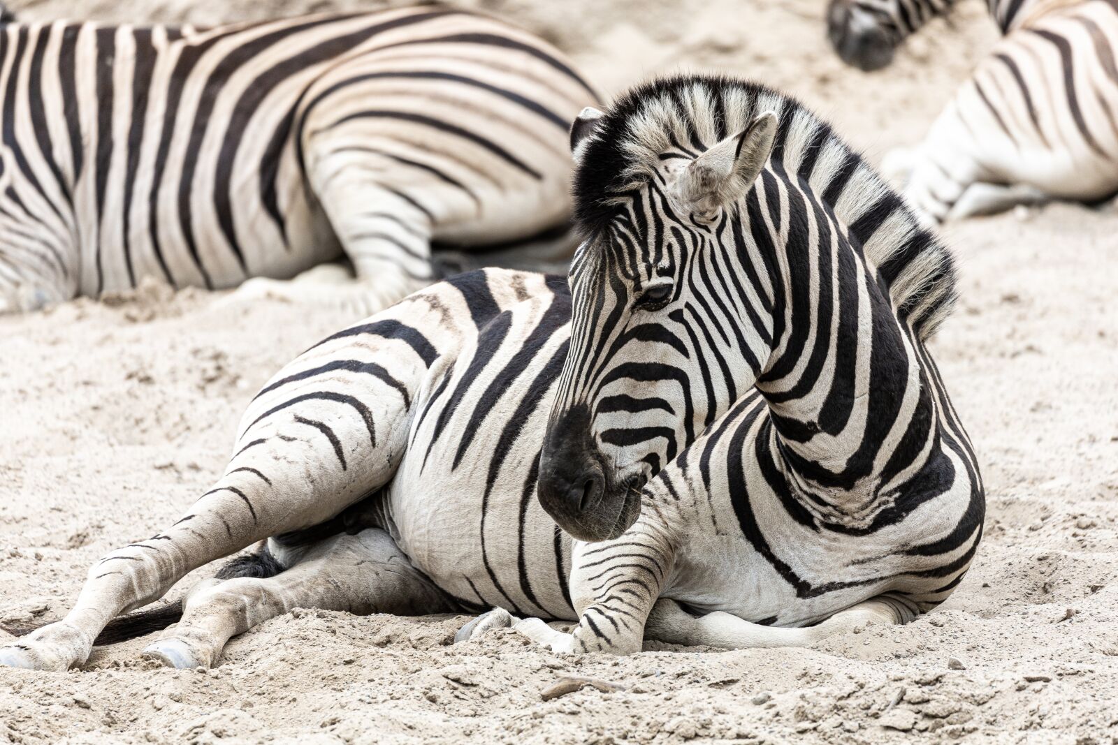 Canon EOS RP sample photo. Zebra, zoo, africa photography