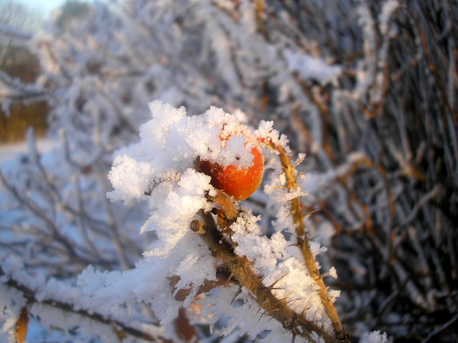 Olympus FE-120,X-700 sample photo. Berry, frost, winter photography