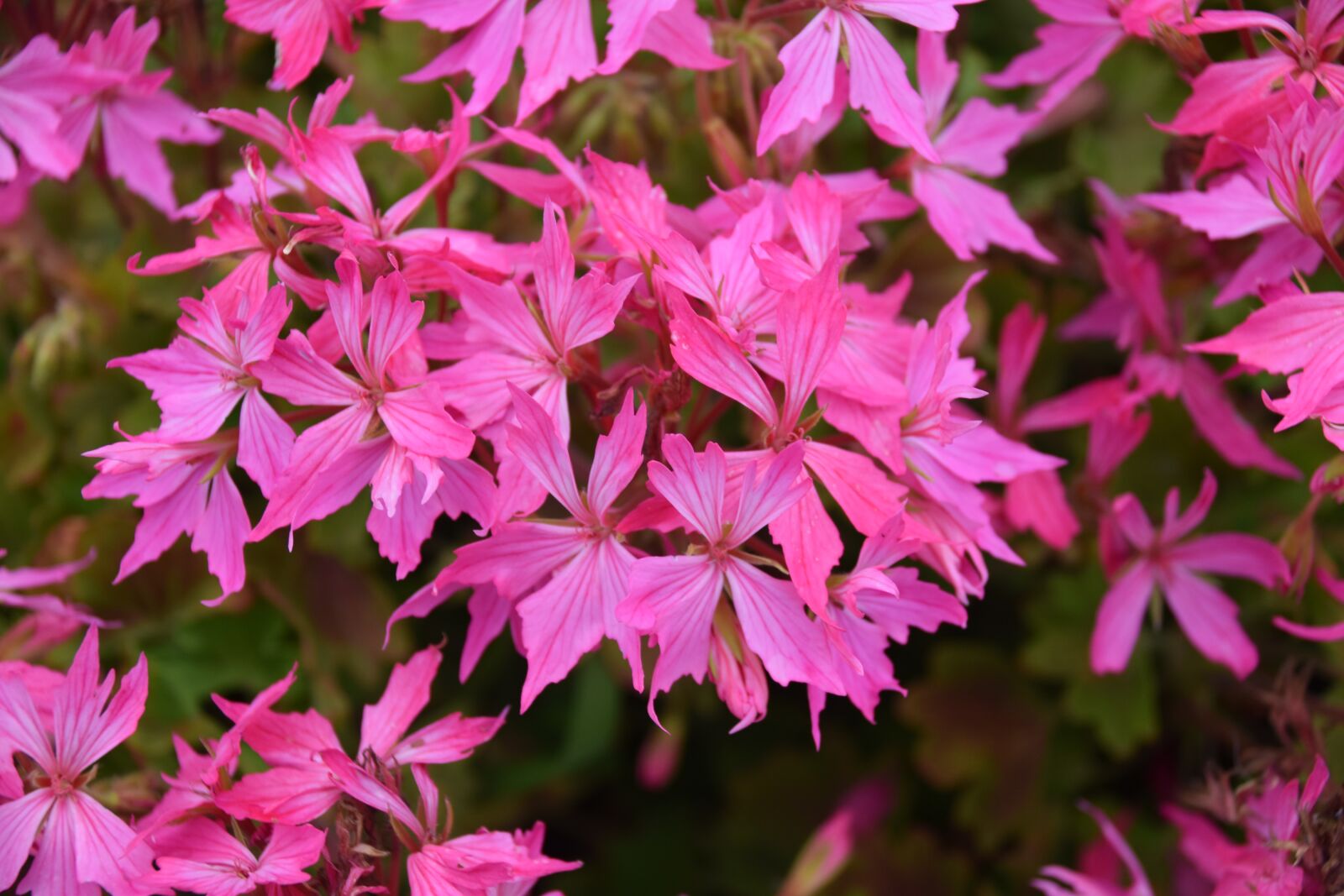 Nikon D5600 sample photo. Flowers, pink flowers, flower photography