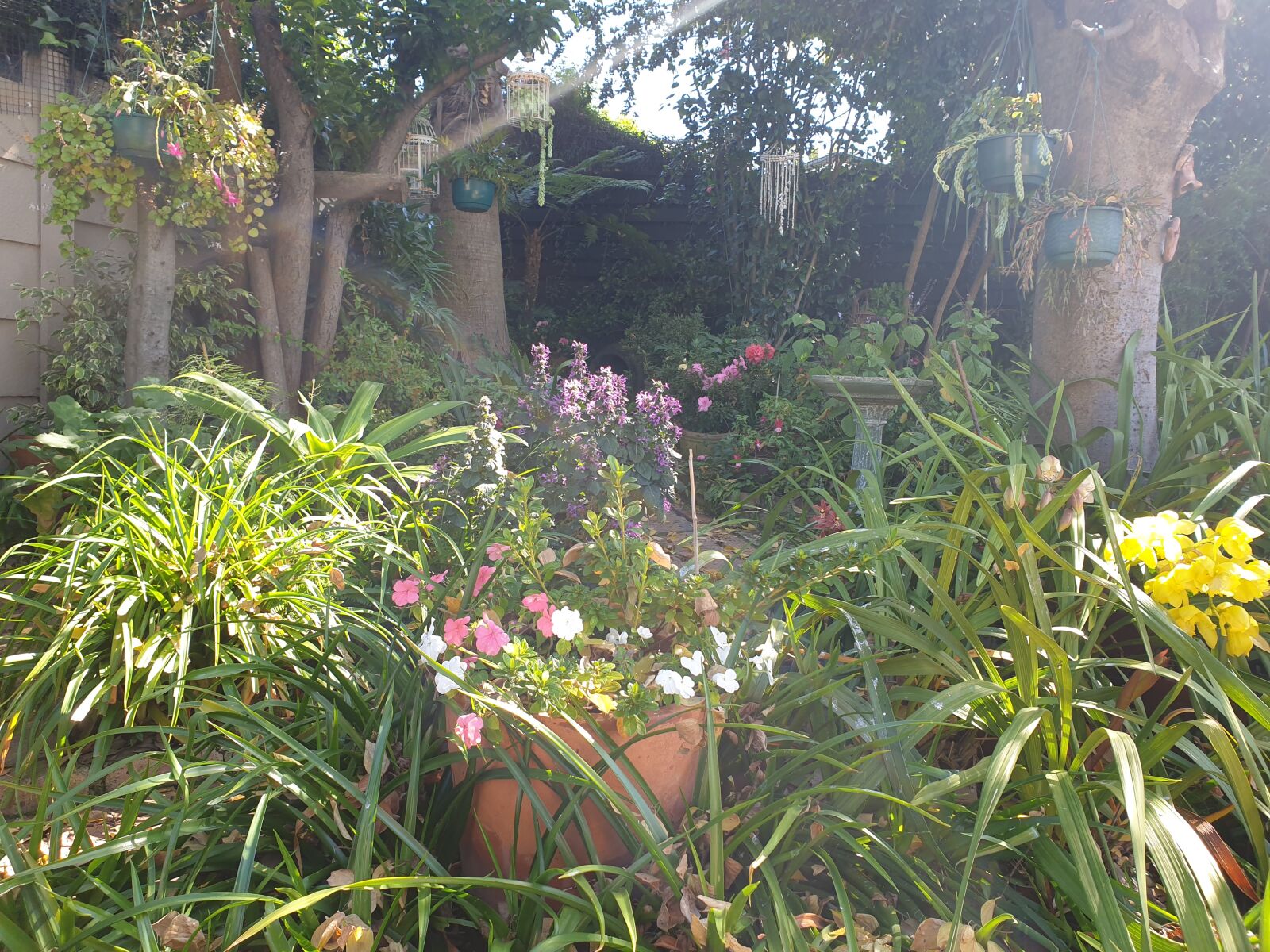 Samsung Galaxy S9 sample photo. Sunny, garden, yellow photography
