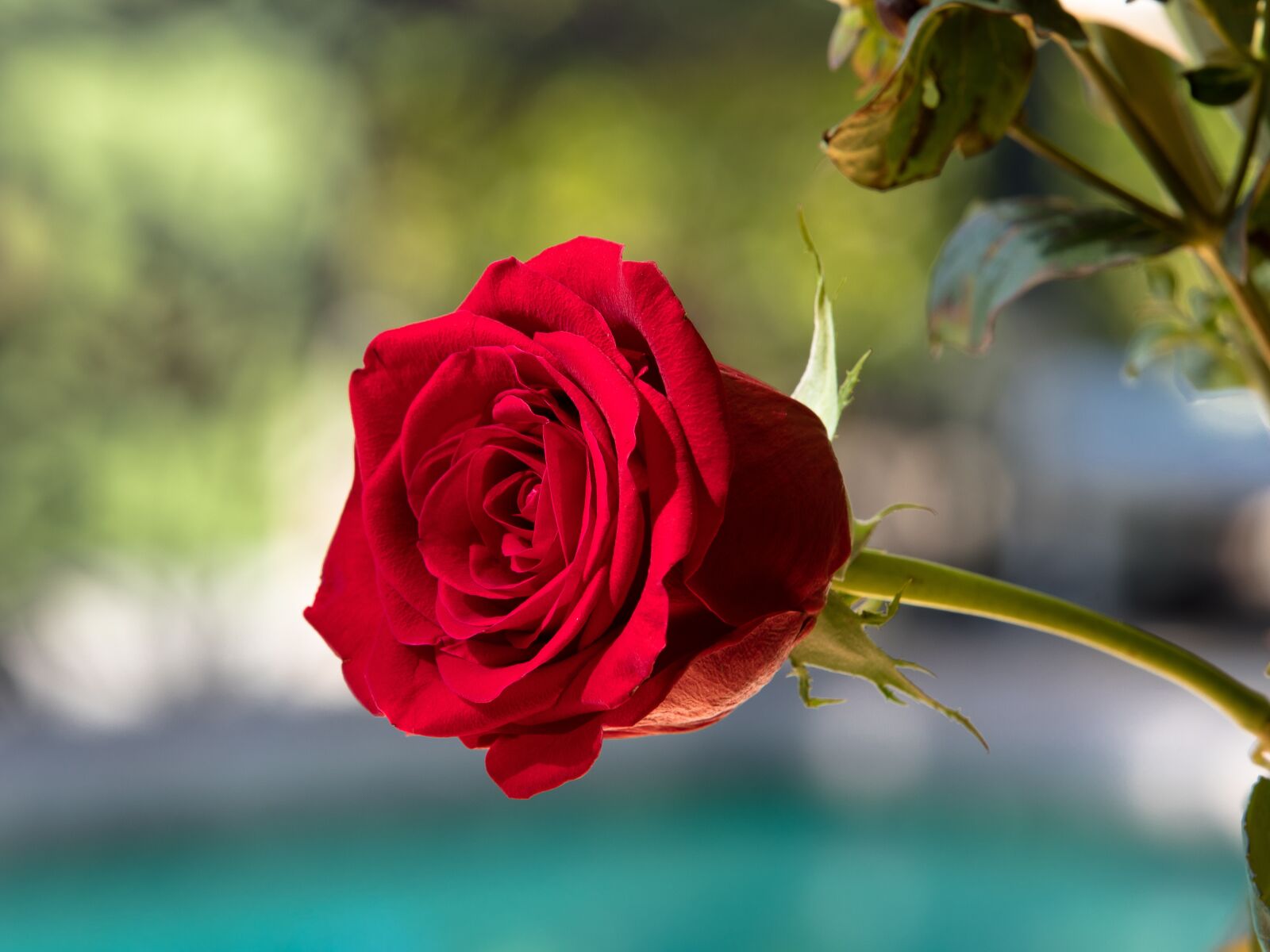 Canon EOS 5D Mark IV sample photo. Flower, nature, petal photography