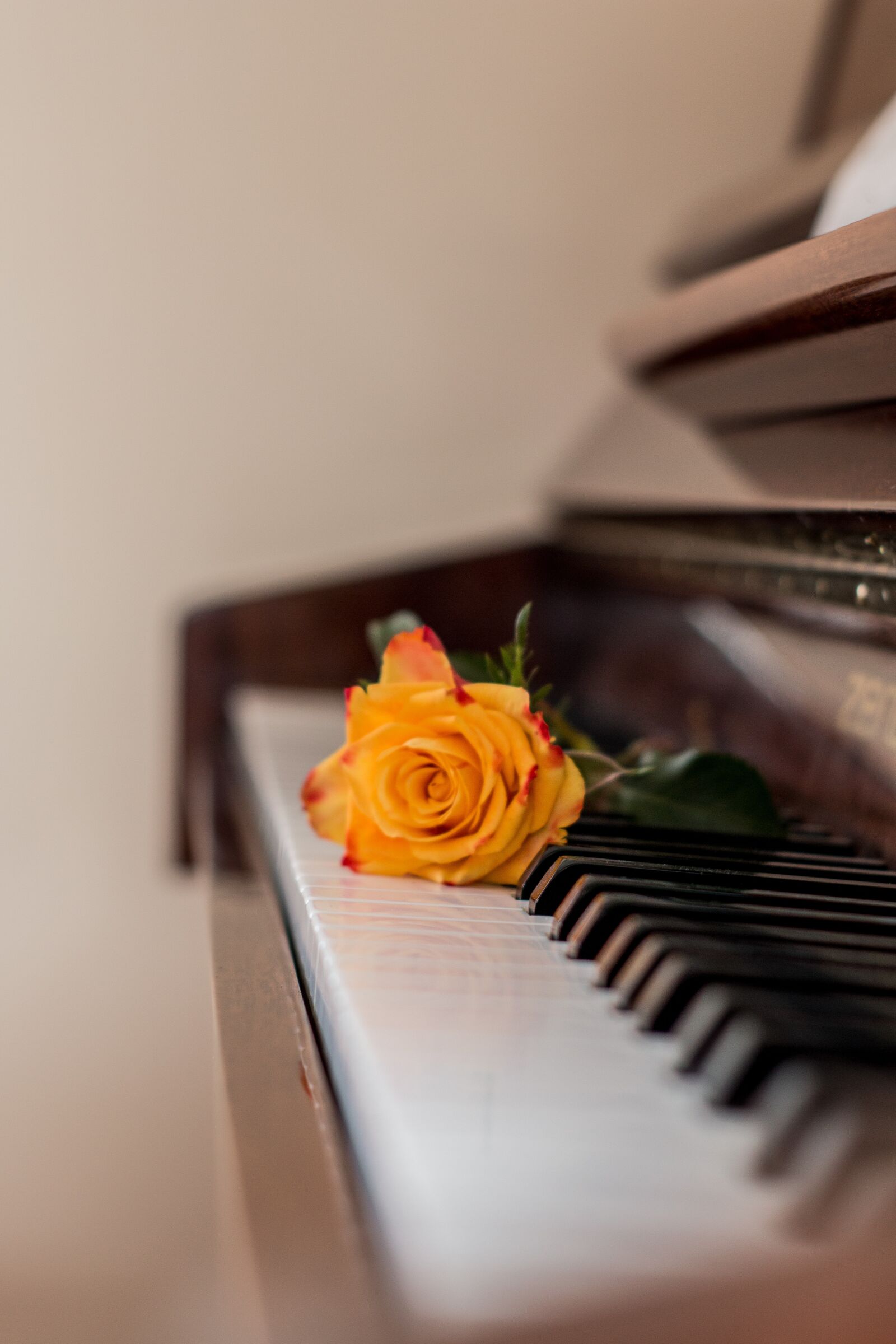 Canon EOS 70D sample photo. Piano, music, rose photography