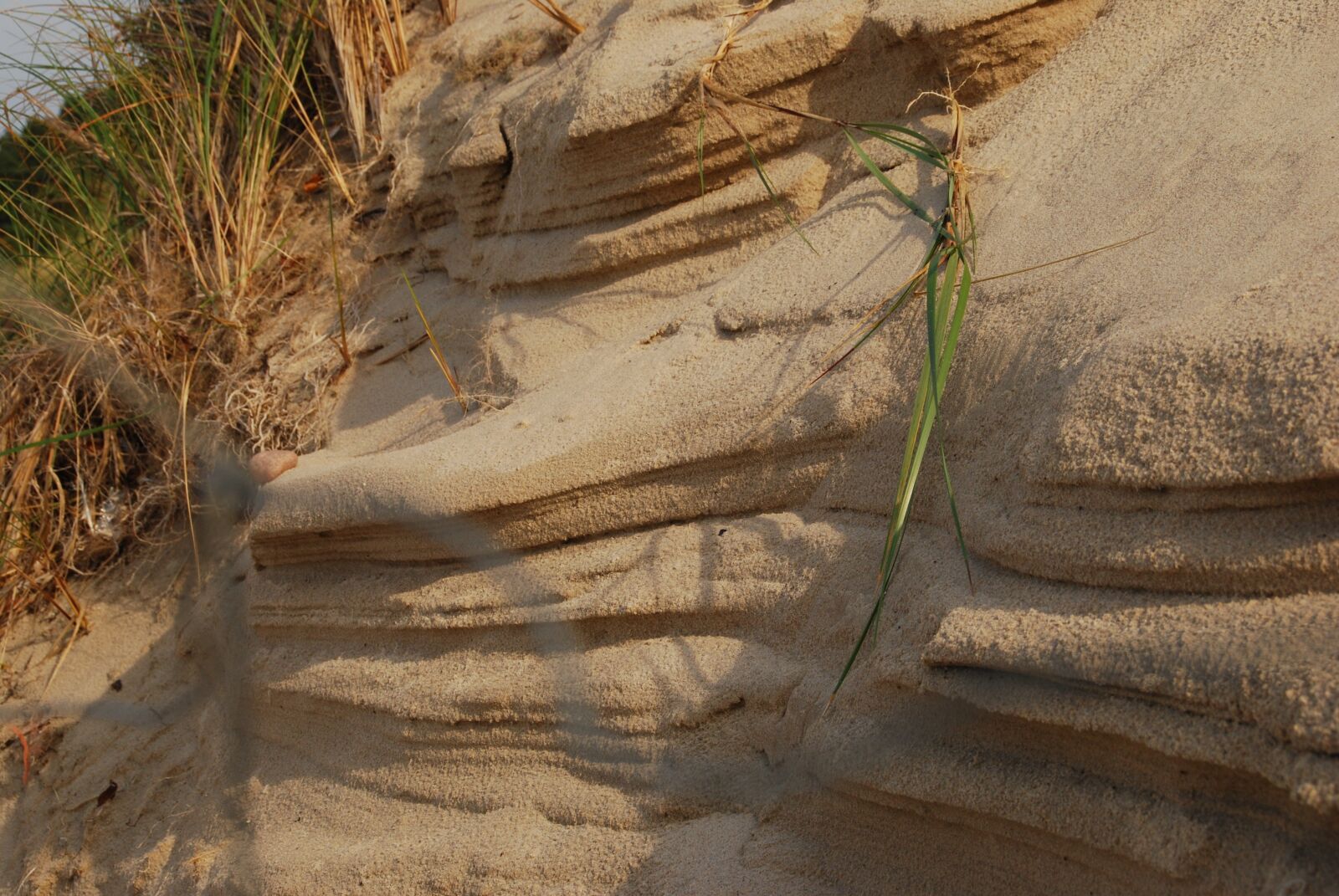 Nikon D60 sample photo. Beach, dune, grass photography