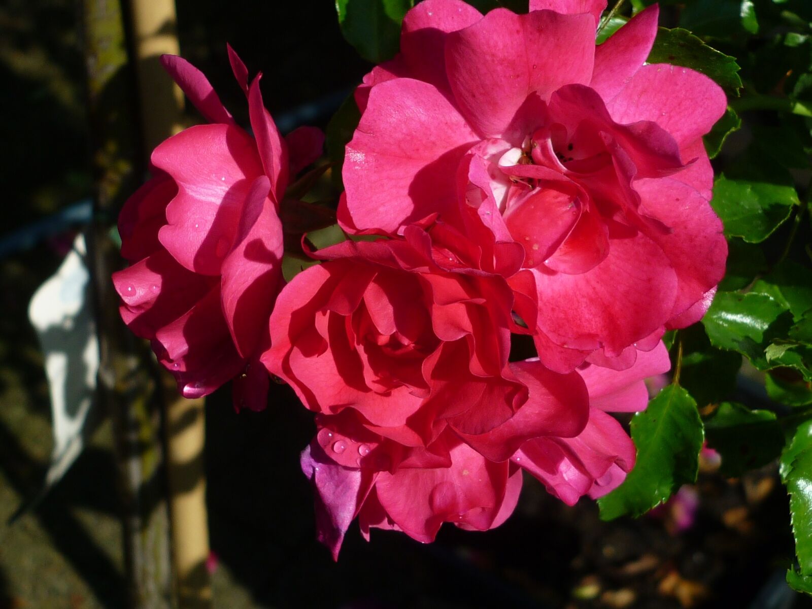 Panasonic Lumix DMC-FS6 sample photo. Rose, flower, red photography