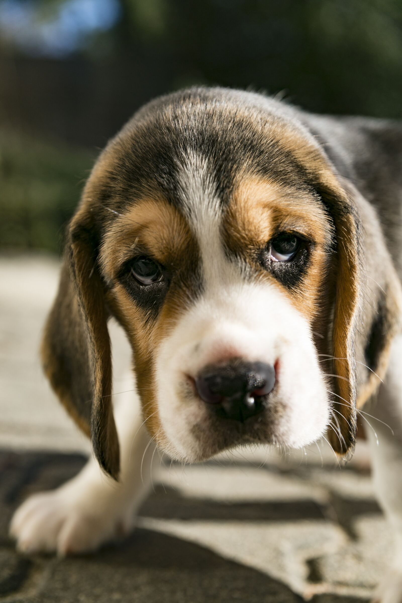 Canon EOS 5D Mark III sample photo. Dog, puppy, beagle photography
