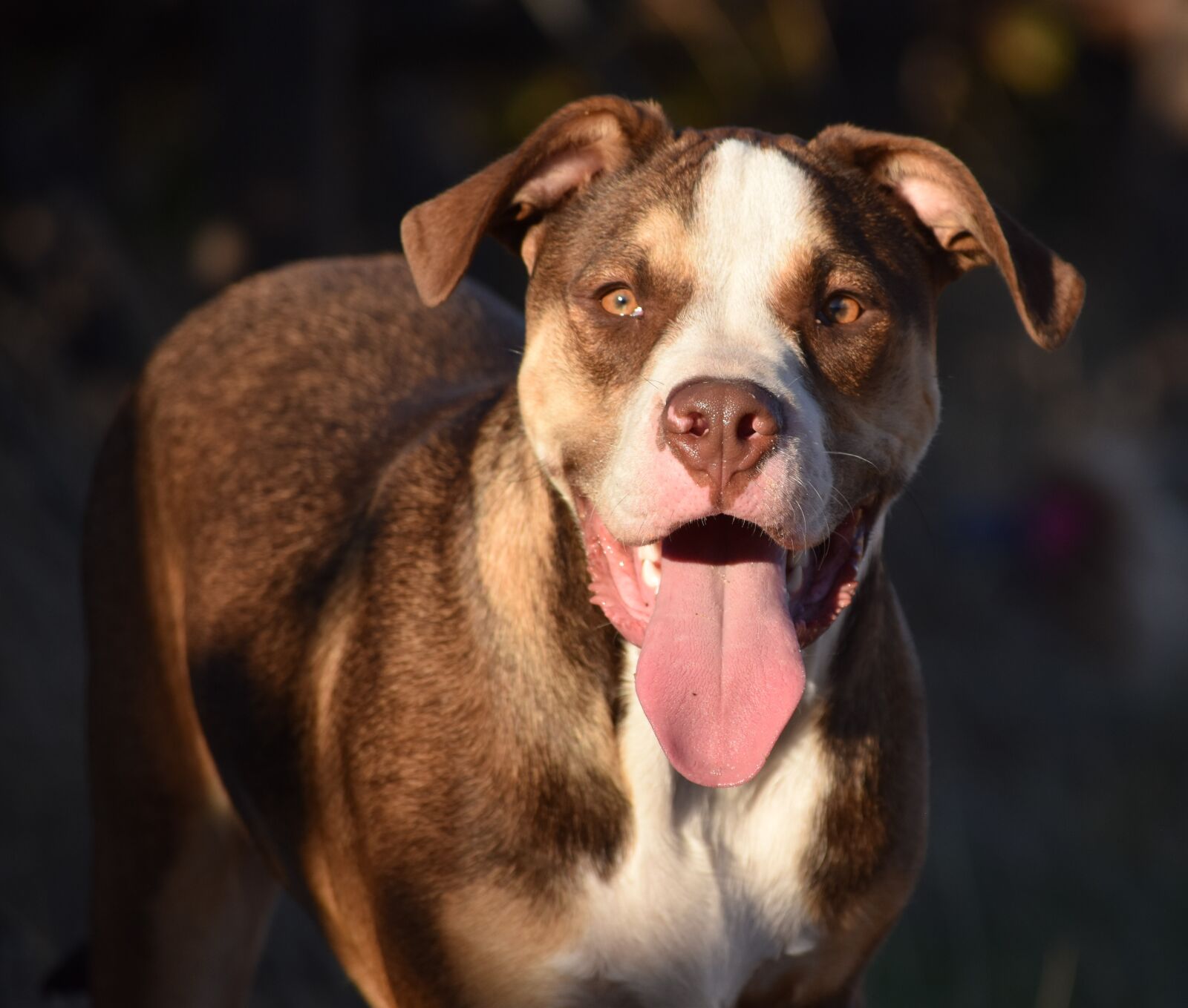 Nikon D5500 sample photo. Dog, portrait, canine photography