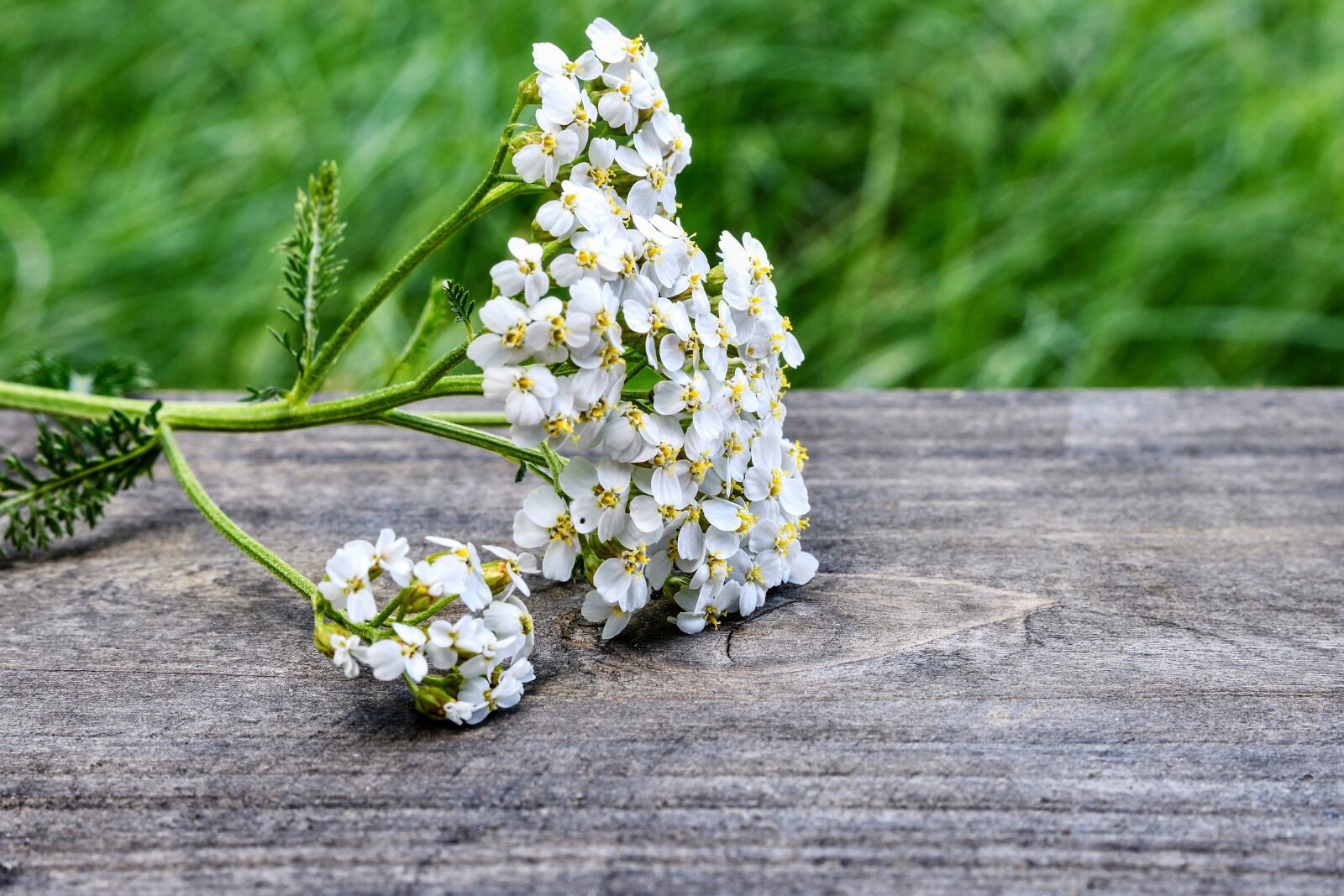 Nikon D7200 sample photo. Yarrow, wild plant, flower photography