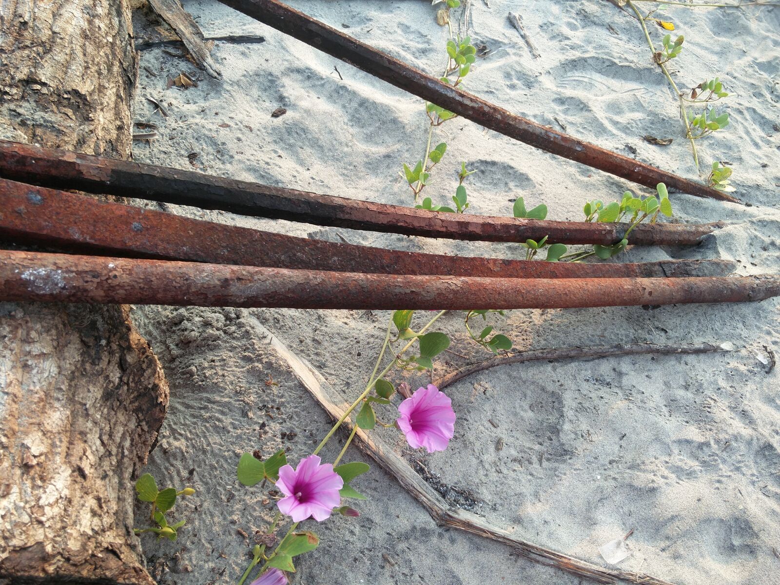 OnePlus 2 sample photo. Flowers, iron, rusted photography