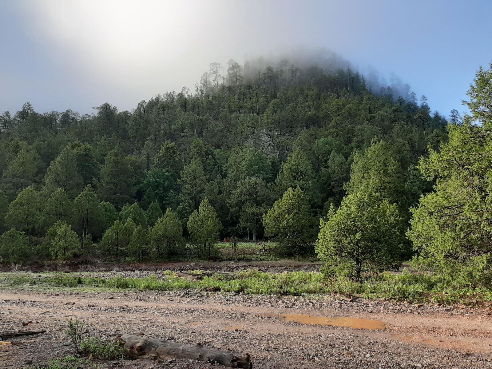 Samsung Galaxy A50 sample photo. Tree, trees, green photography