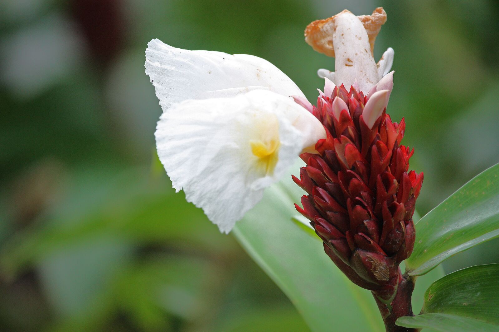 Canon EOS 450D (EOS Rebel XSi / EOS Kiss X2) sample photo. Flower, tropical, bloom photography