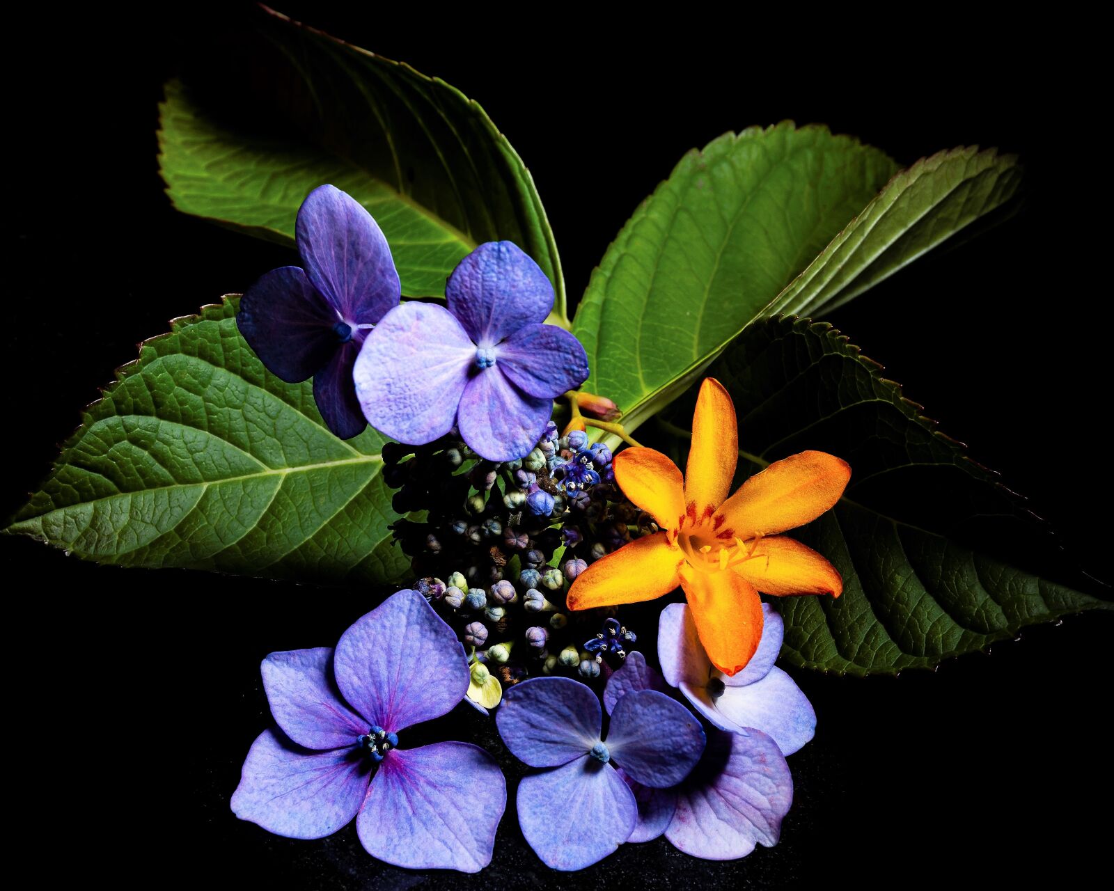 Nikon D7200 sample photo. Flowers, lowkey, plant photography