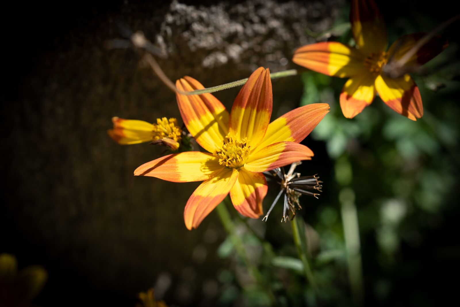 Nikon D750 sample photo. Flower, blossom, bloom photography