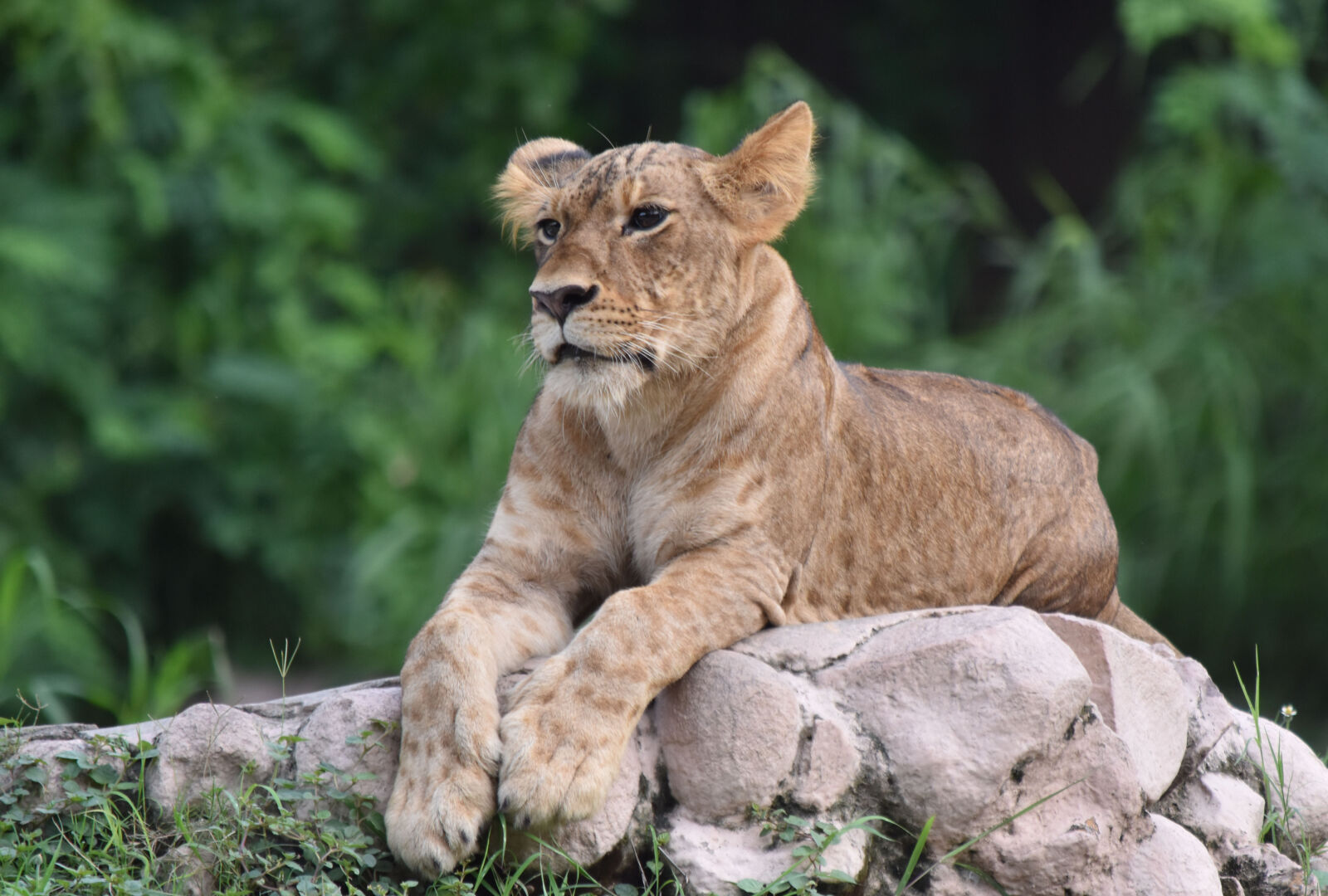 Nikon D5500 sample photo. Animal, animal, photography, lion photography