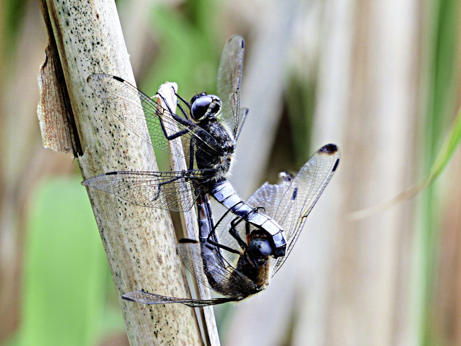 Panasonic Lumix DMC-FZ200 sample photo. Insect, nature, animal photography