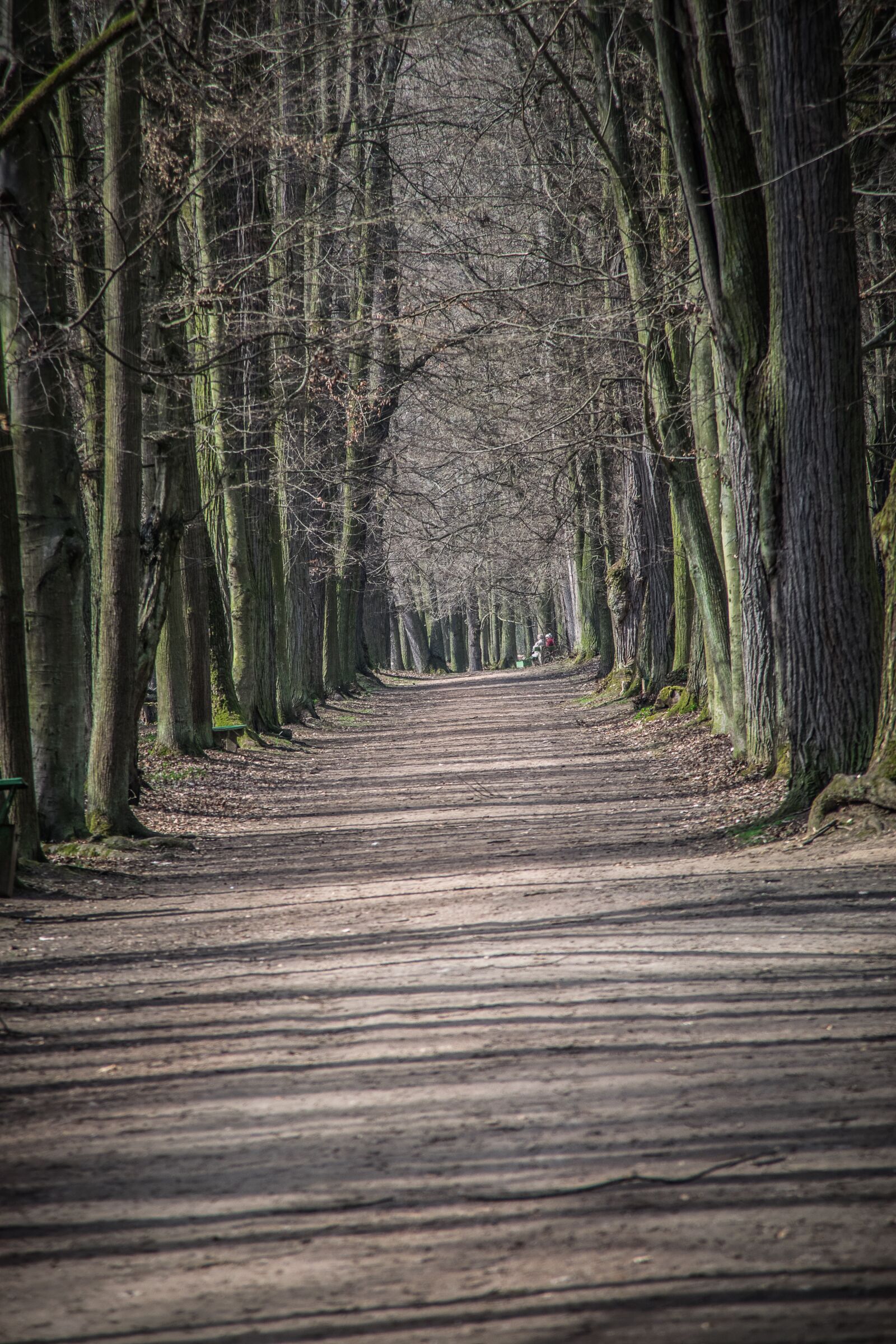 Nikon D5300 sample photo. Path, alley, trees photography