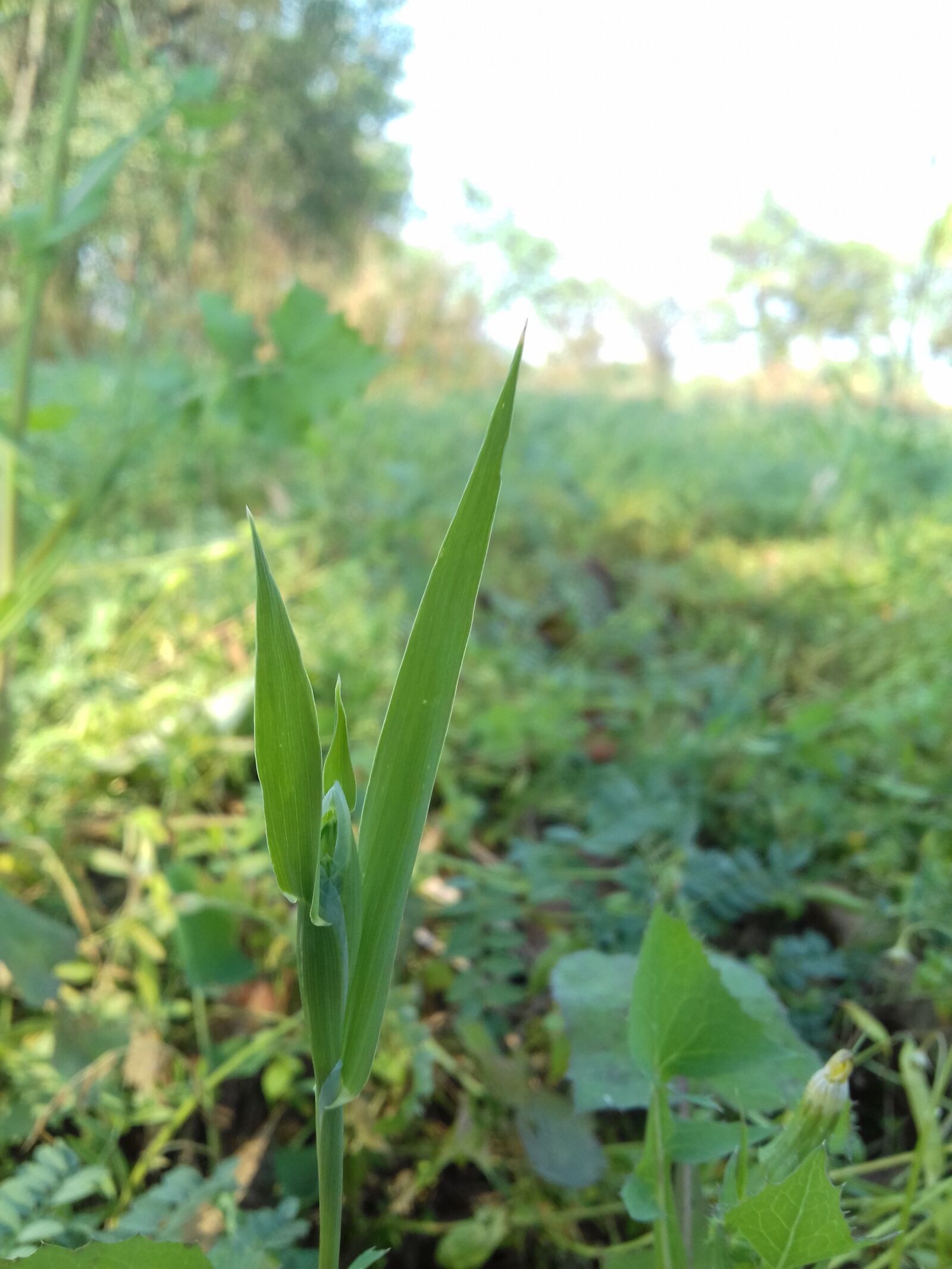 Samsung Galaxy J3(2016) sample photo. Flora, leaf, nature photography