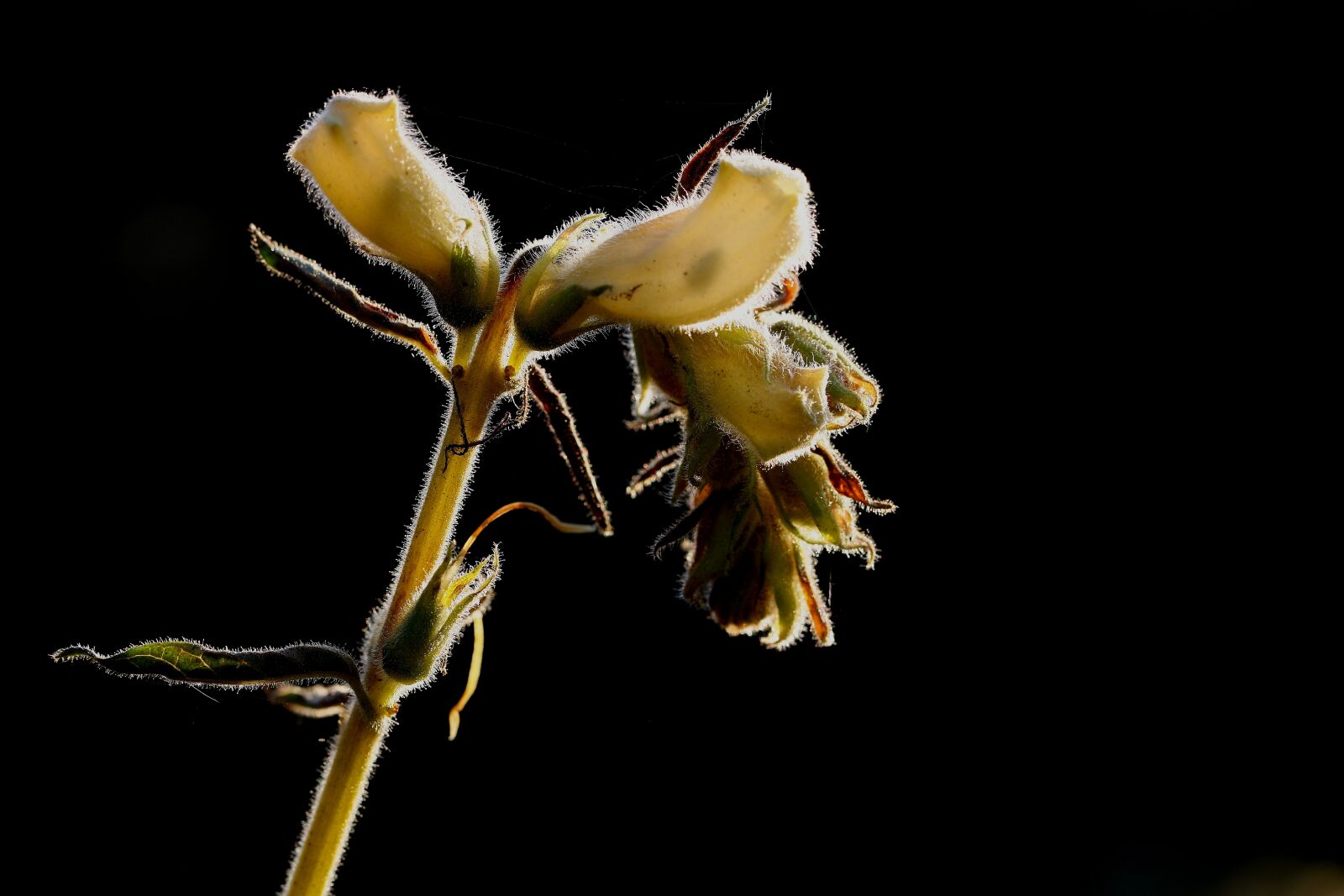 Canon EF 100mm F2.8L Macro IS USM sample photo. Plant, against light, nature photography