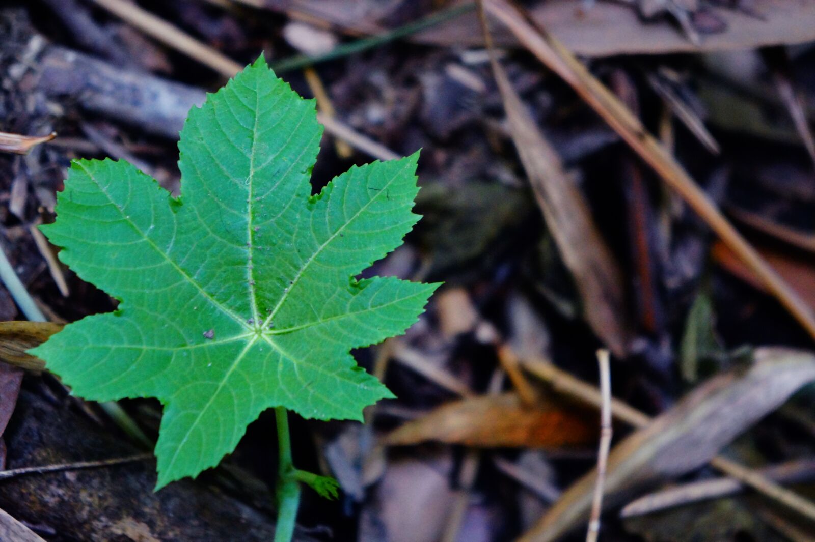 Sony Alpha a3000 sample photo. El salvador, leaves, nature photography