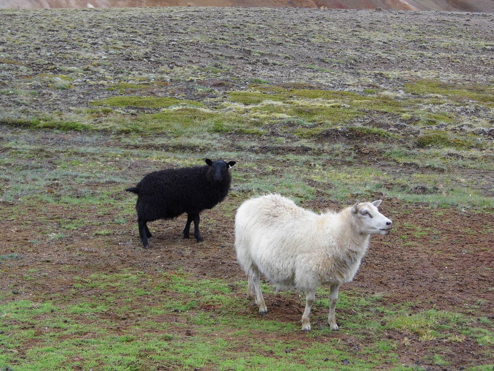 Rollei Powerflex 210 HD sample photo. Sheep, animals, farm photography