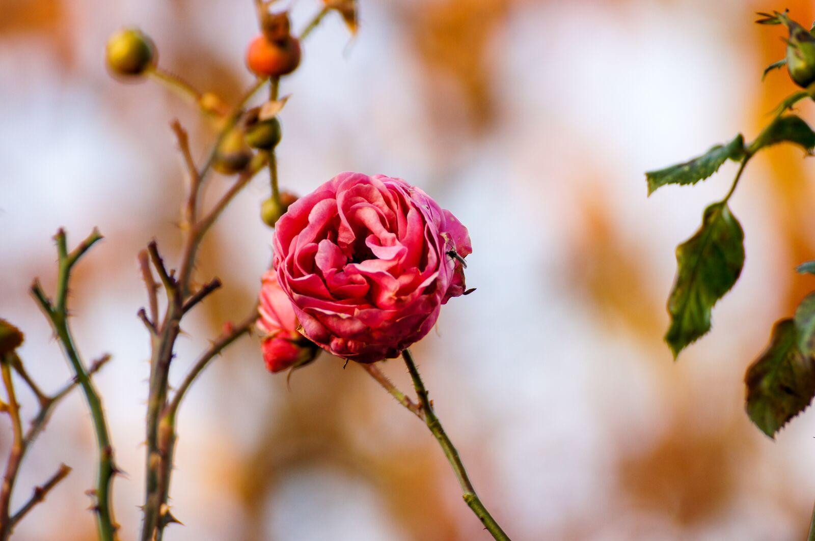 Sony SLT-A55 (SLT-A55V) sample photo. Rose, pink, pink roses photography