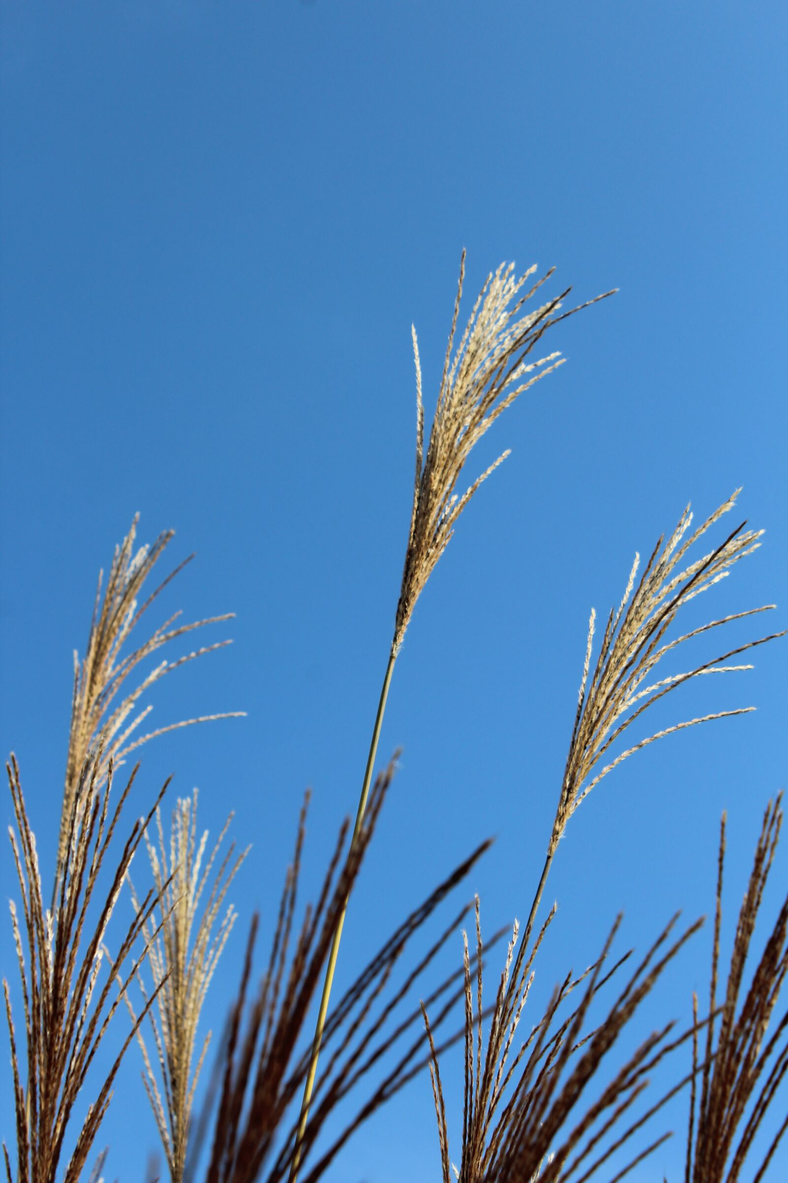 Canon EOS 1200D (EOS Rebel T5 / EOS Kiss X70 / EOS Hi) sample photo. Grass, sky, grasses photography