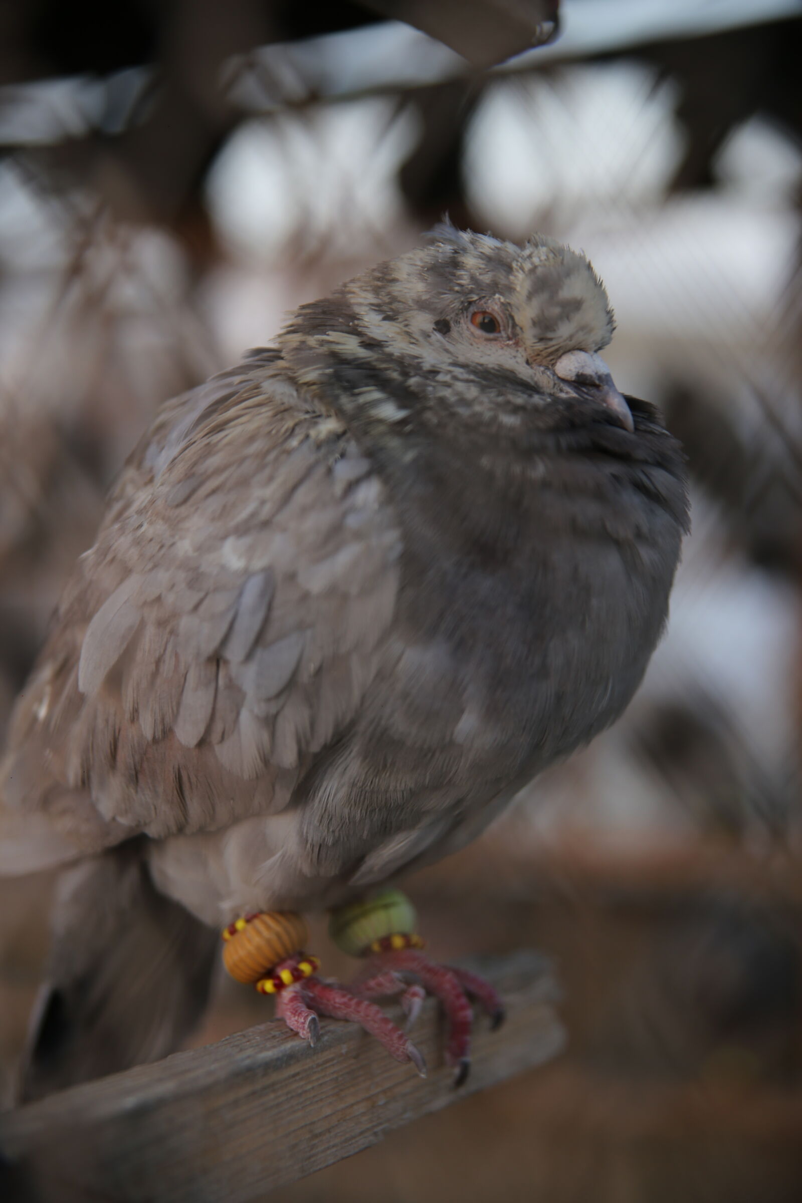 Canon EF 400mm F2.8L IS USM sample photo