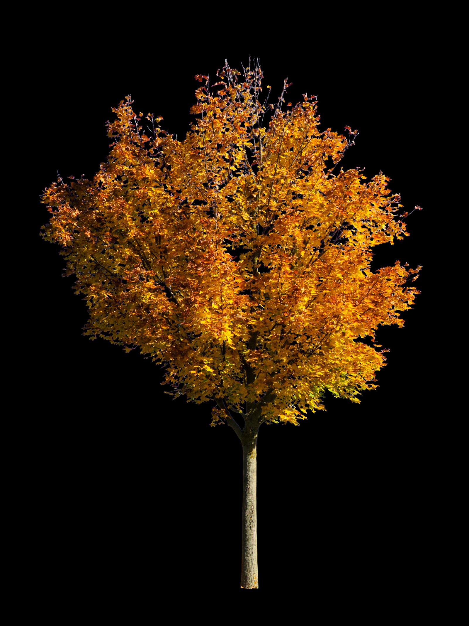 Canon PowerShot SX710 HS sample photo. Nature, tree, autumn photography