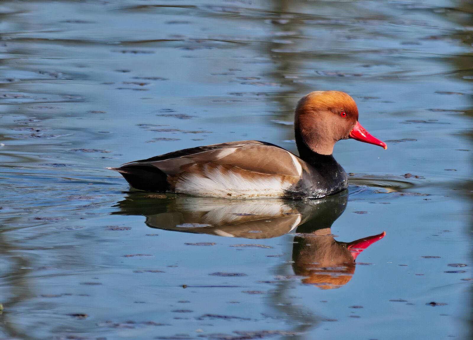 Panasonic Lumix DC-G9 sample photo. Duck, pochard, bird photography