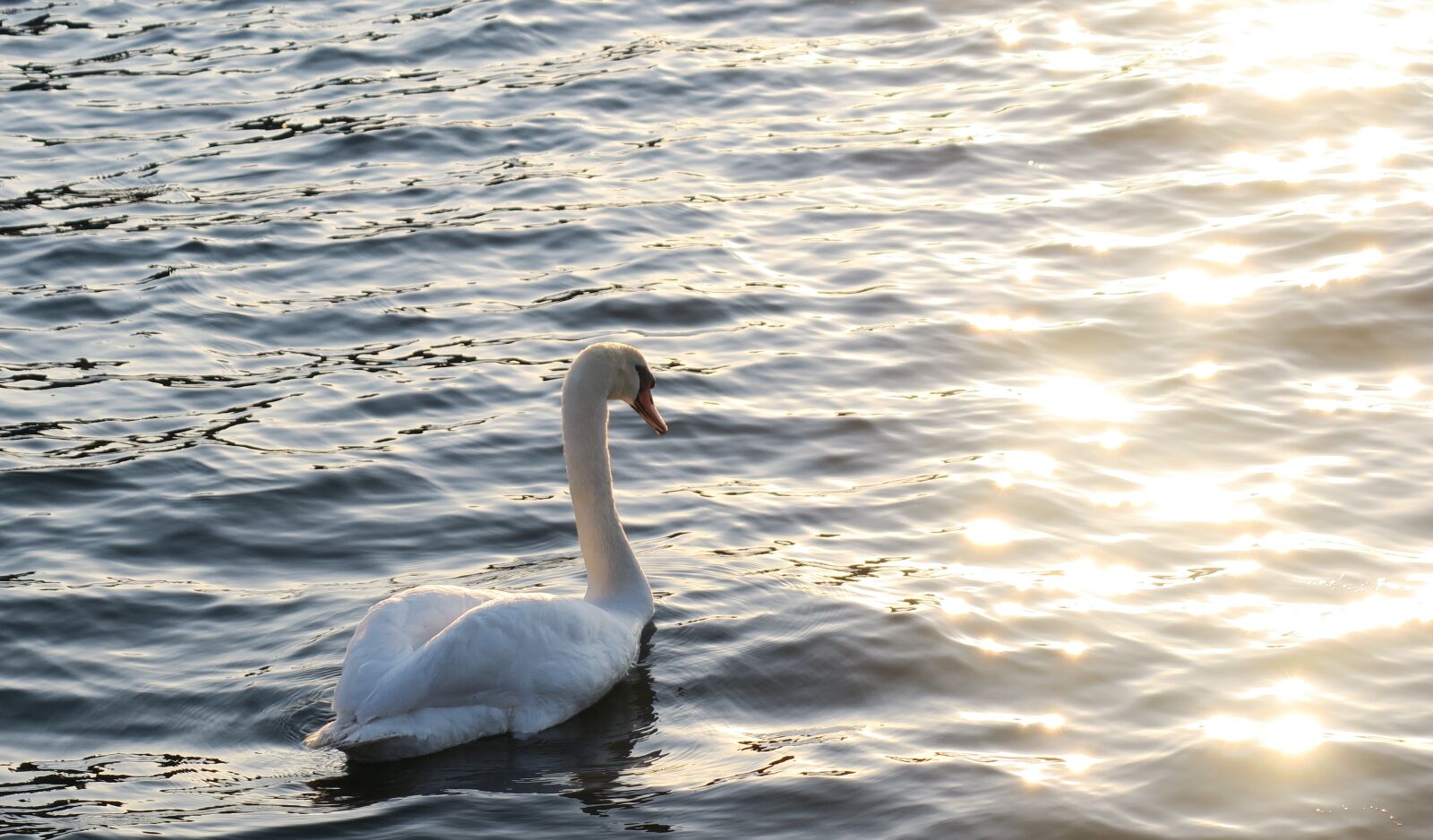 Canon PowerShot G3 X sample photo. Swan, water bird, nature photography