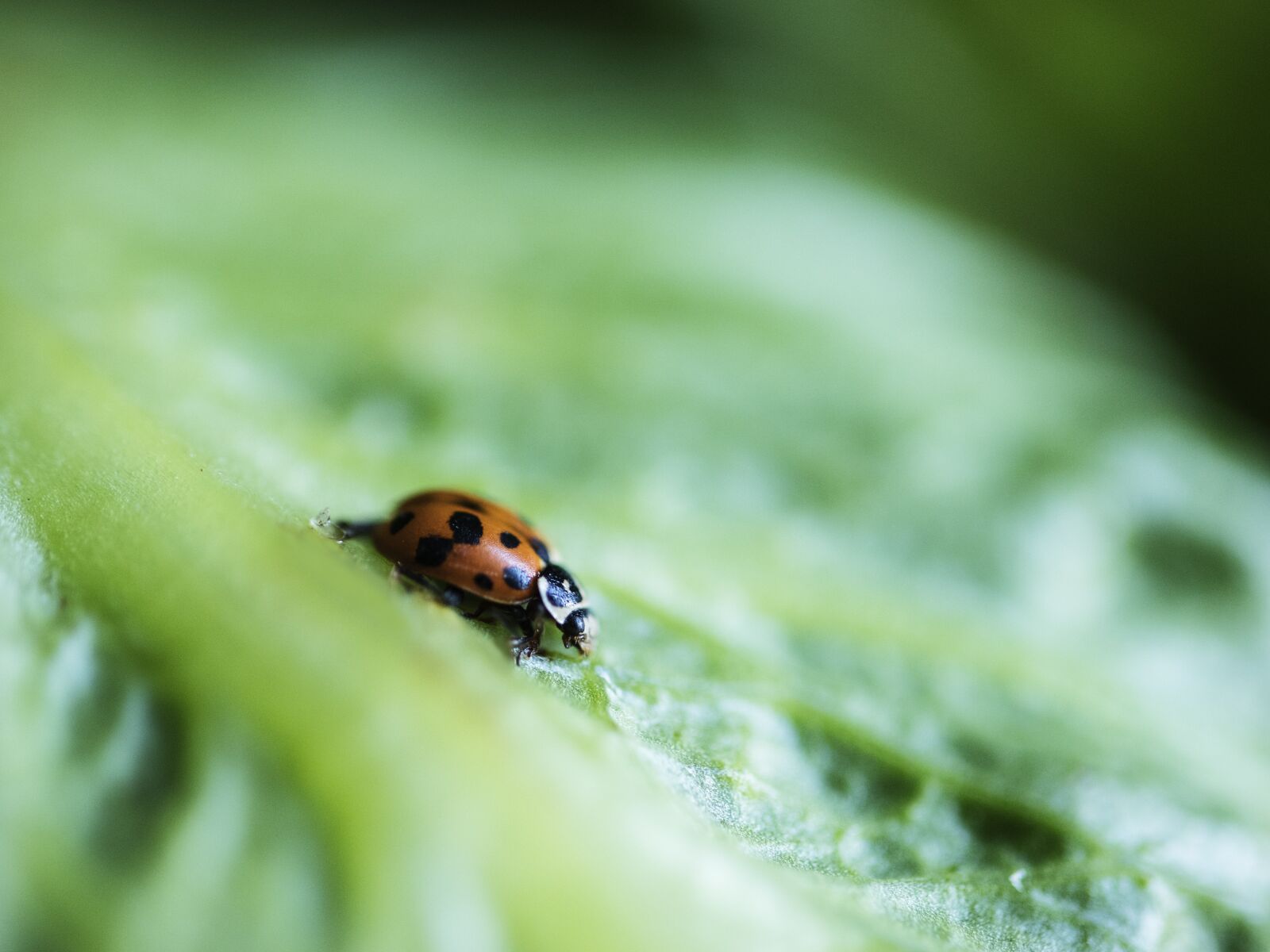 Canon EOS 200D (EOS Rebel SL2 / EOS Kiss X9) sample photo. Ladybug, ladybird beetle, lady photography