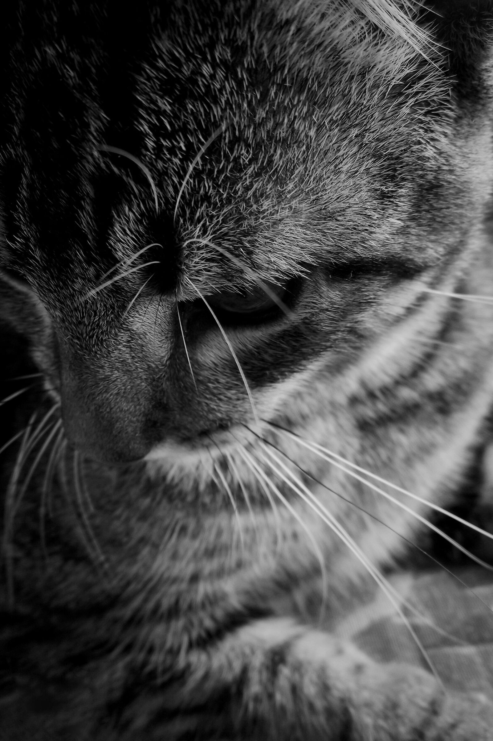 FujiFilm FinePix S1800 (FinePix S1880) sample photo. Cat, feline, kitten photography