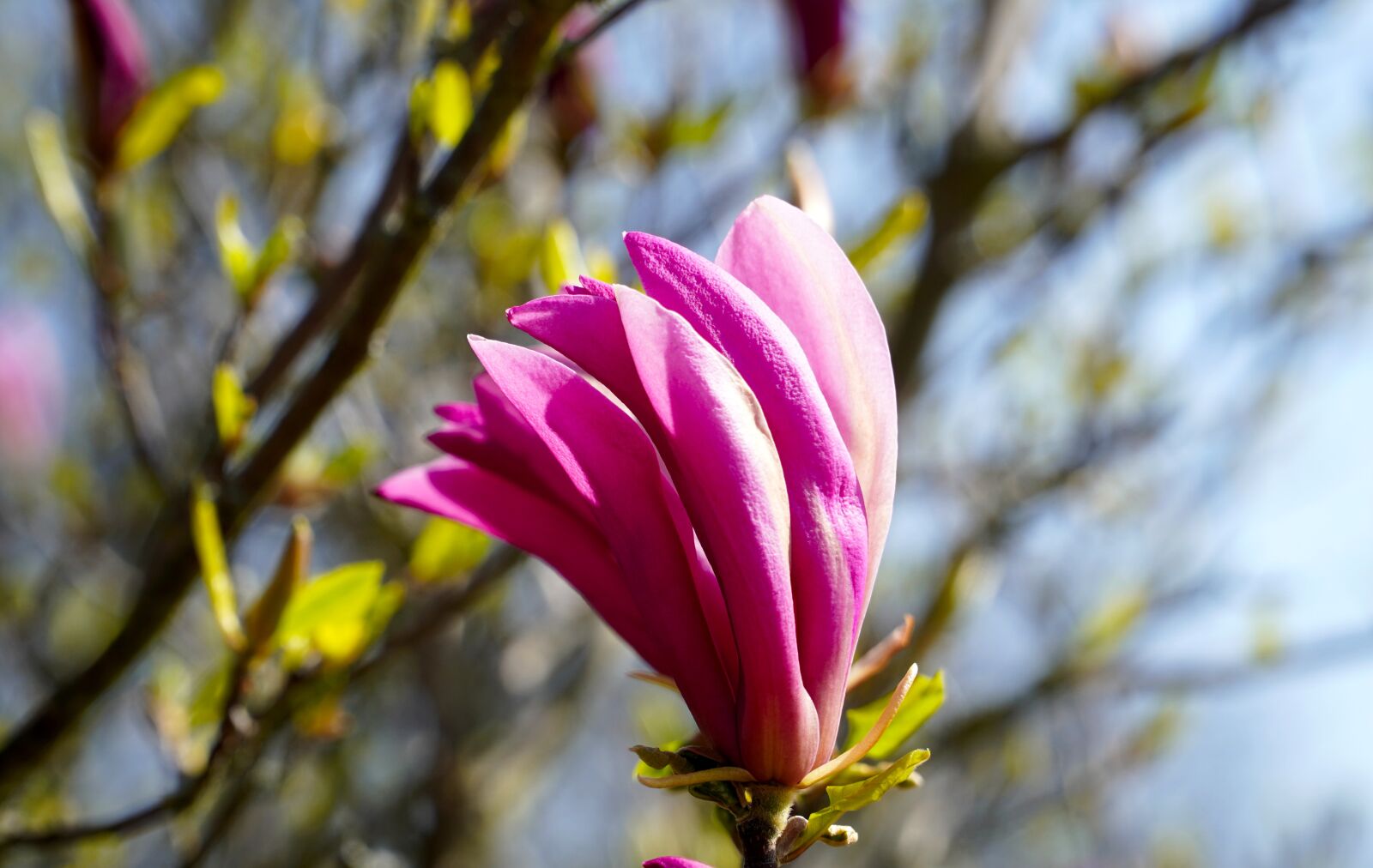 Sony E PZ 18-105mm F4 G OSS sample photo. Magnolia, blossom, bloom photography