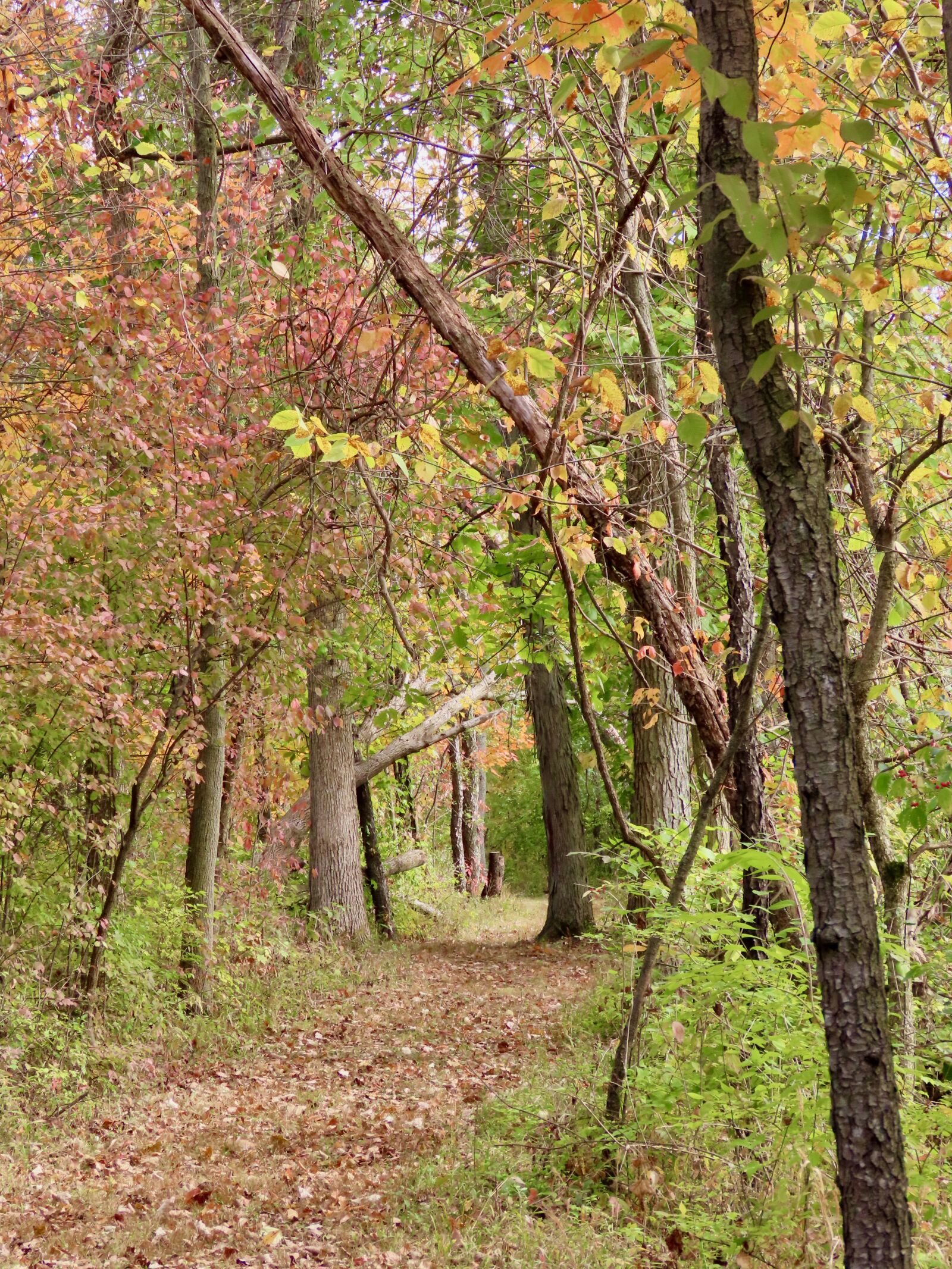 Canon PowerShot SX70 HS sample photo. Autumn, woods, path photography